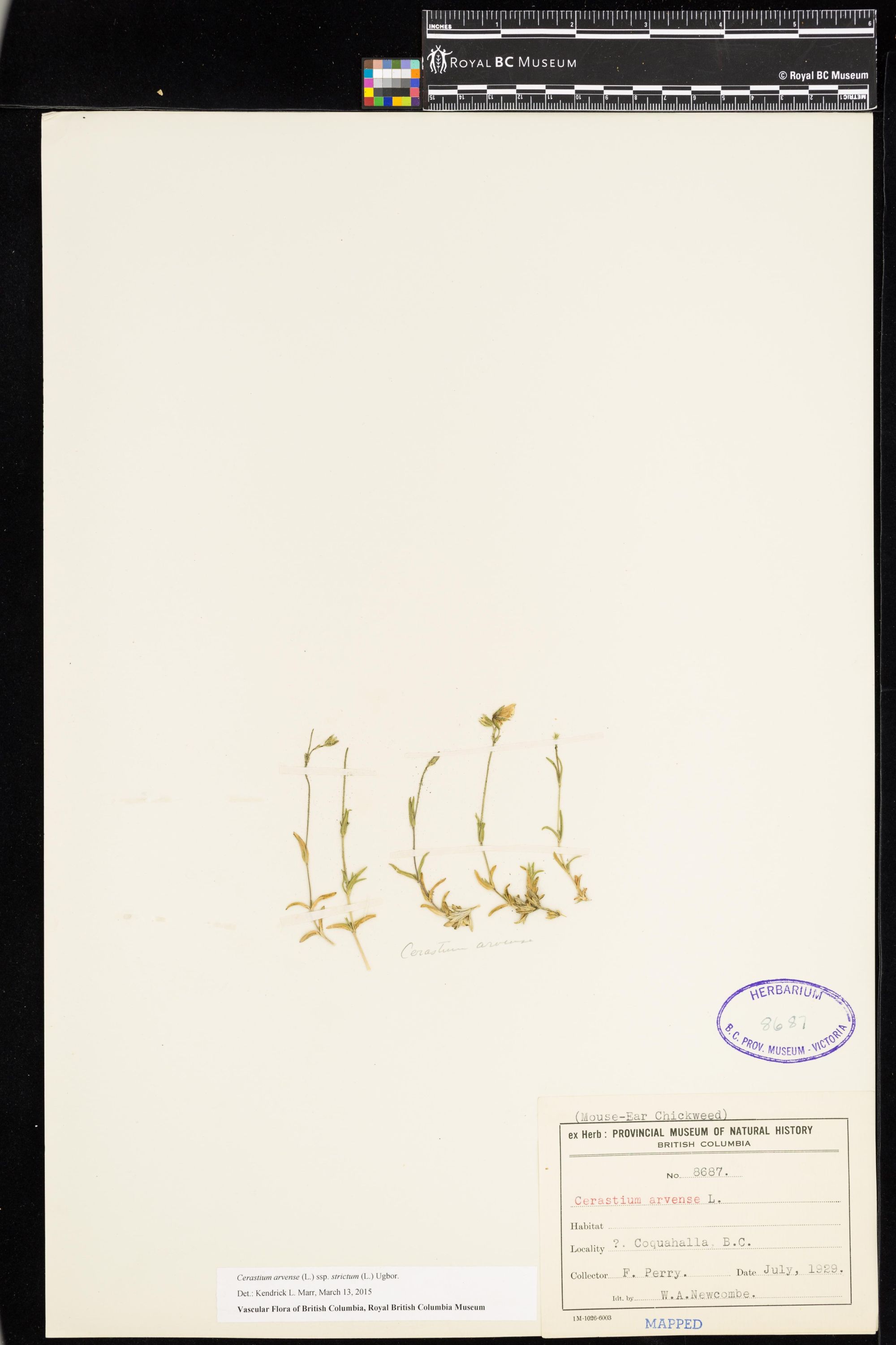 Image representing Cerastium arvense ssp. strictum.