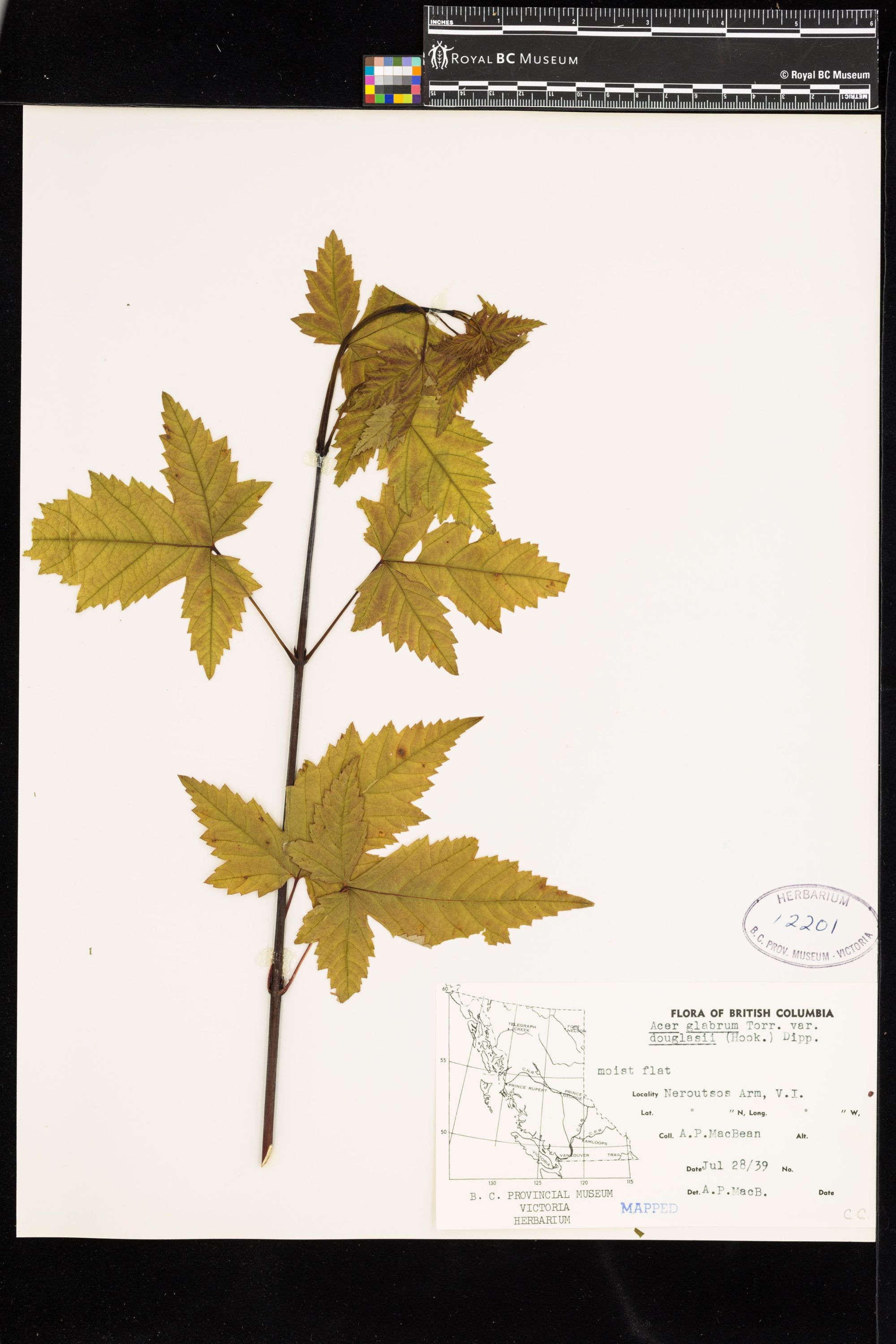 Image representing Acer glabrum var. douglasii.