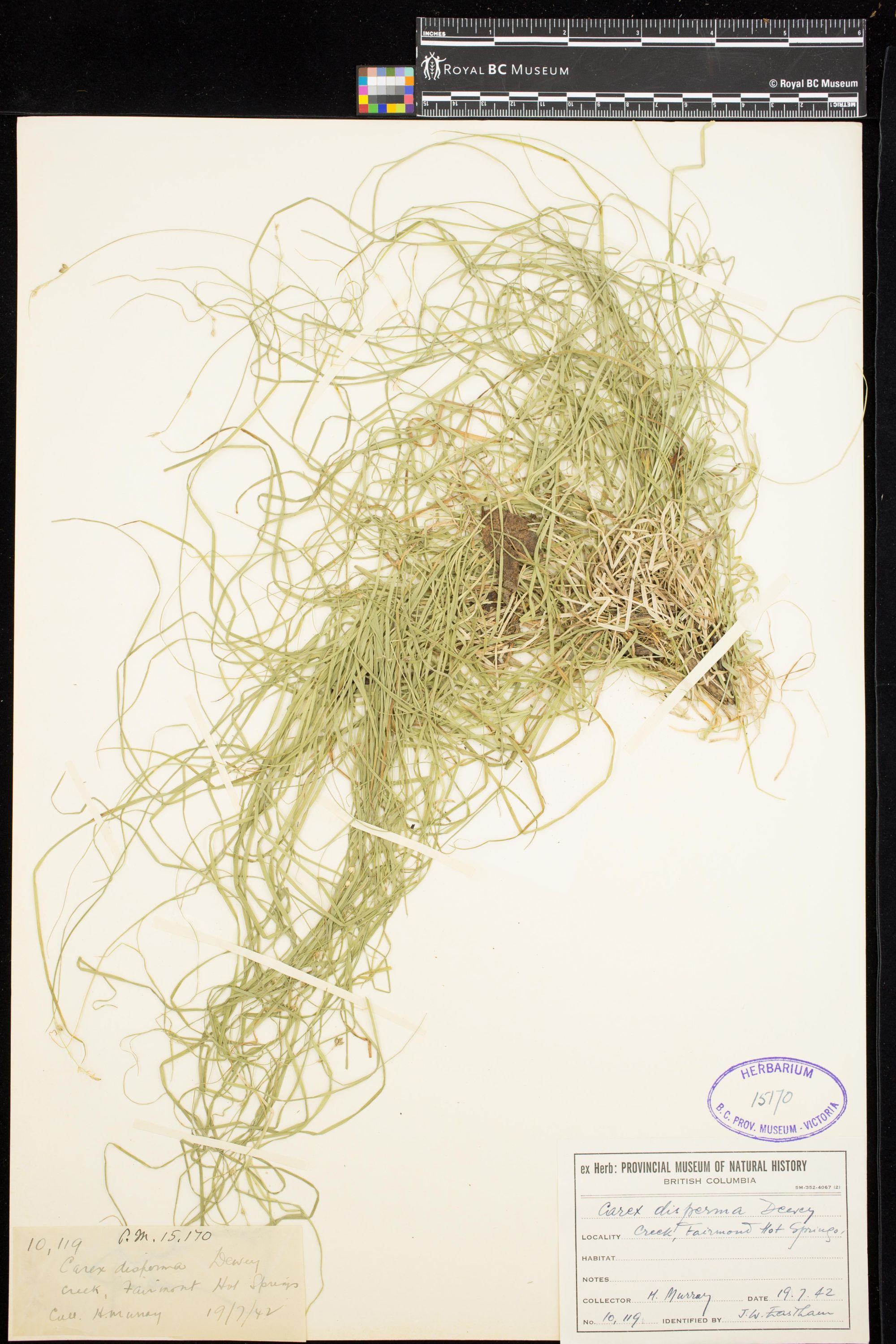 Image representing Carex disperma.