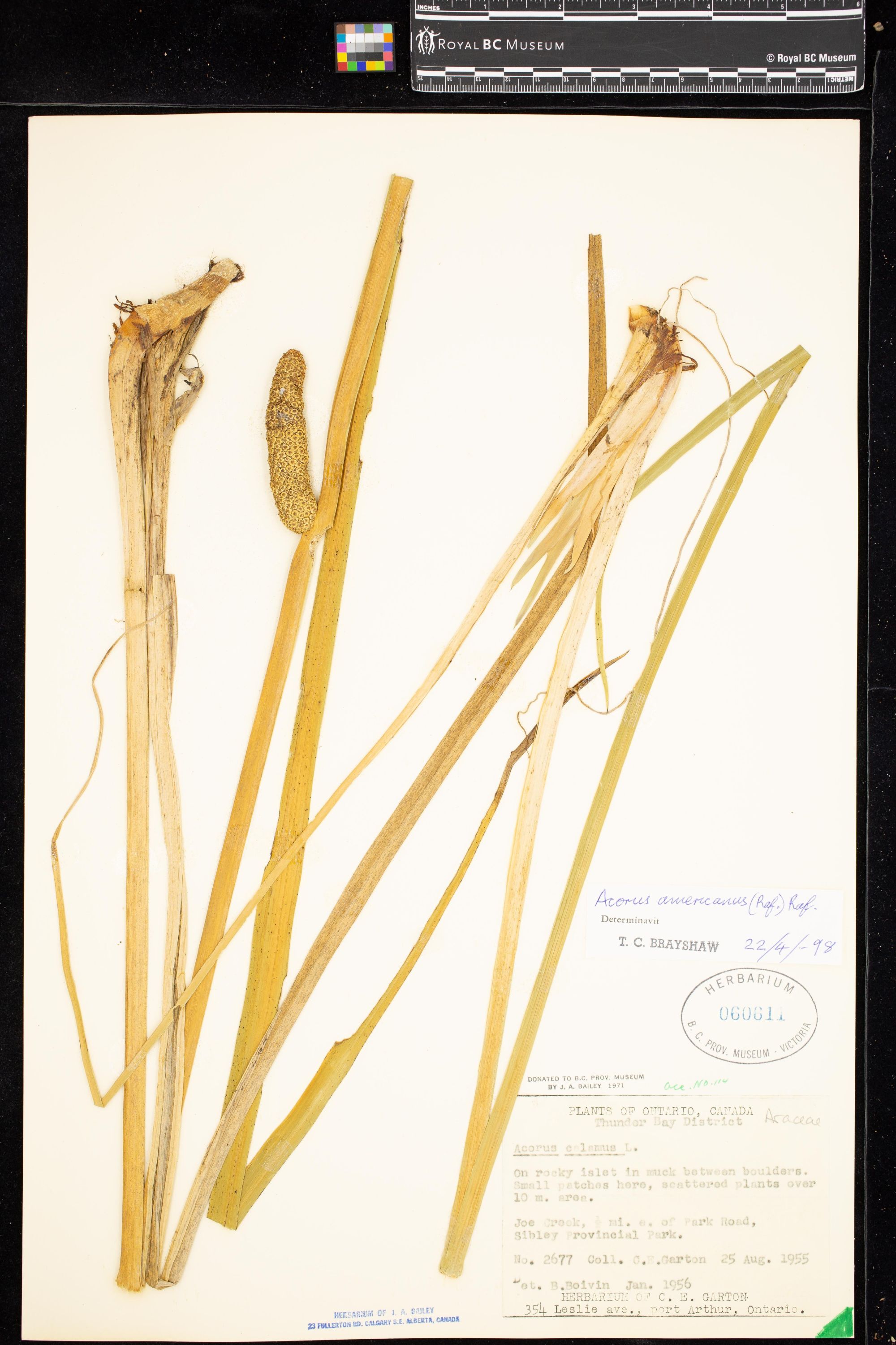 Image representing Acorus americanus.