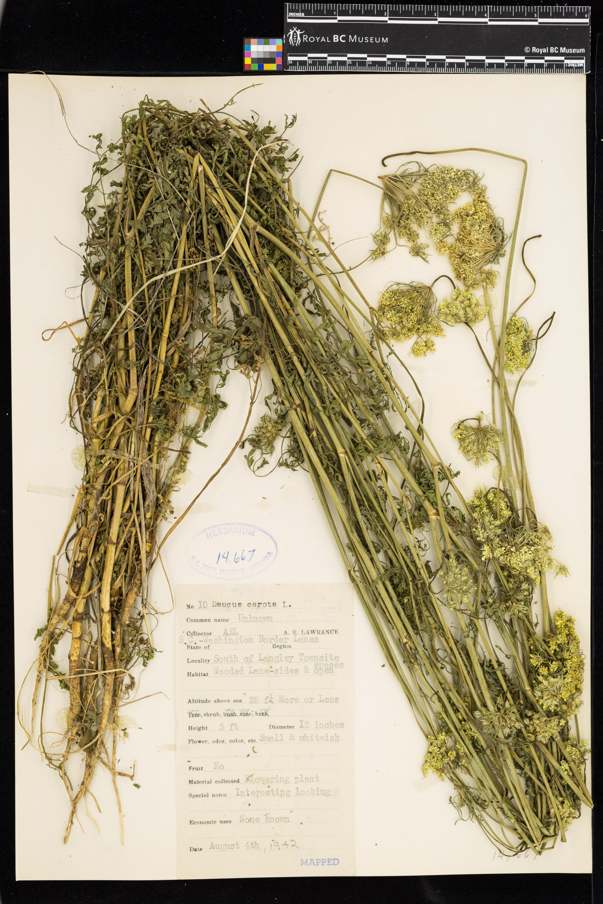 Image representing Daucus carota.