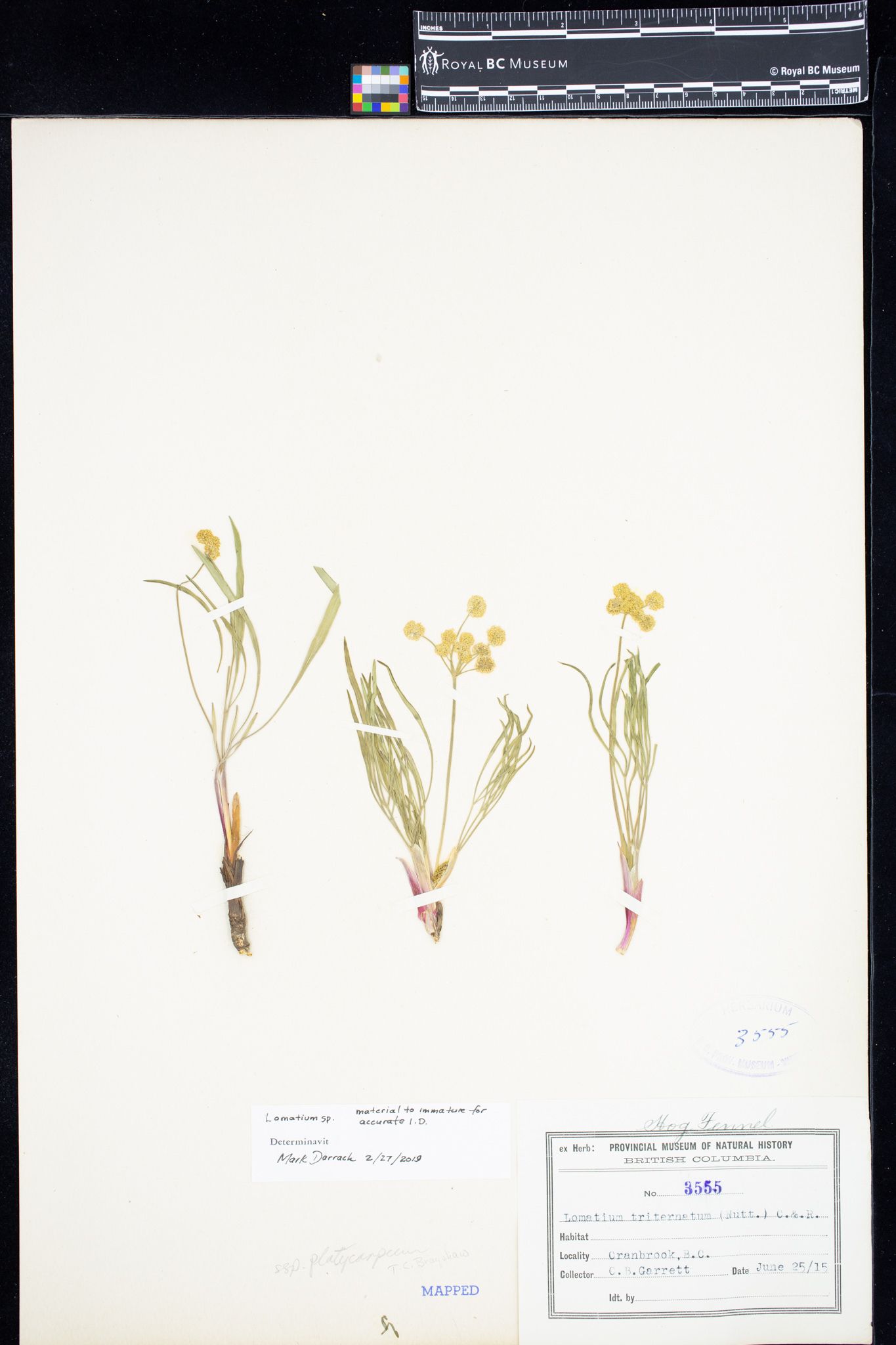 Image representing Lomatium.