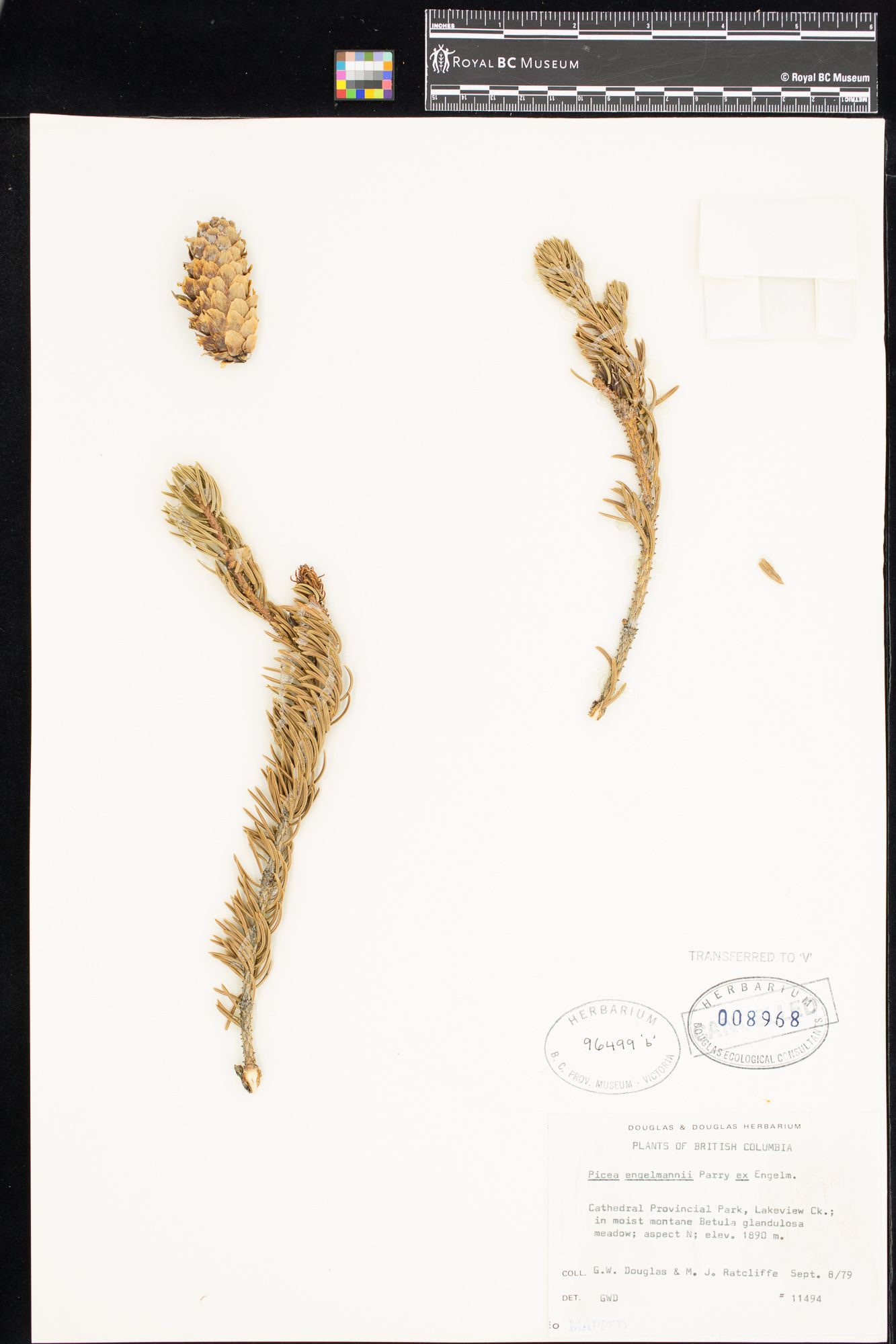 Image representing Erigeron acris var. kamtschaticus.