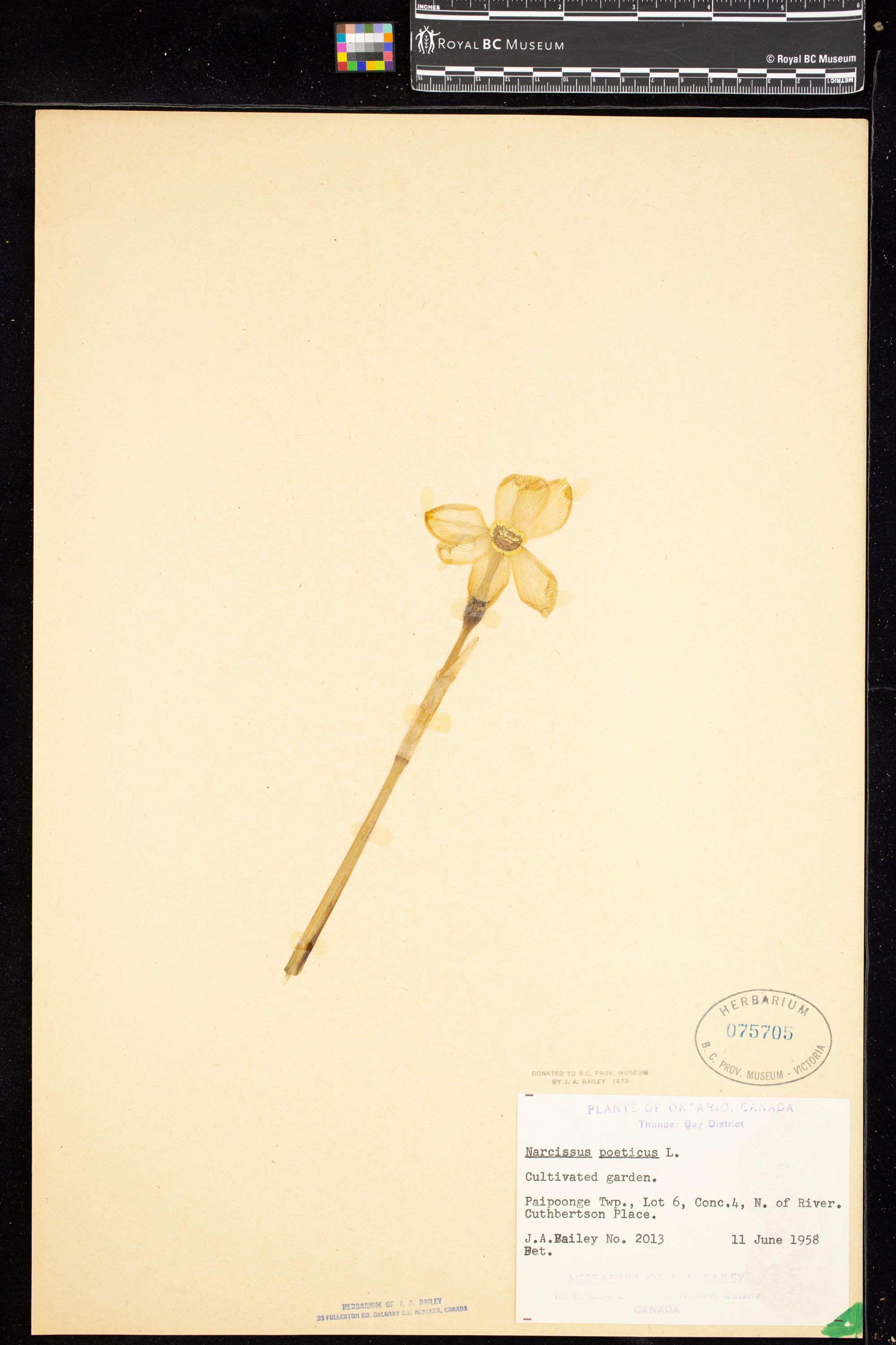 Image representing Narcissus poeticus.