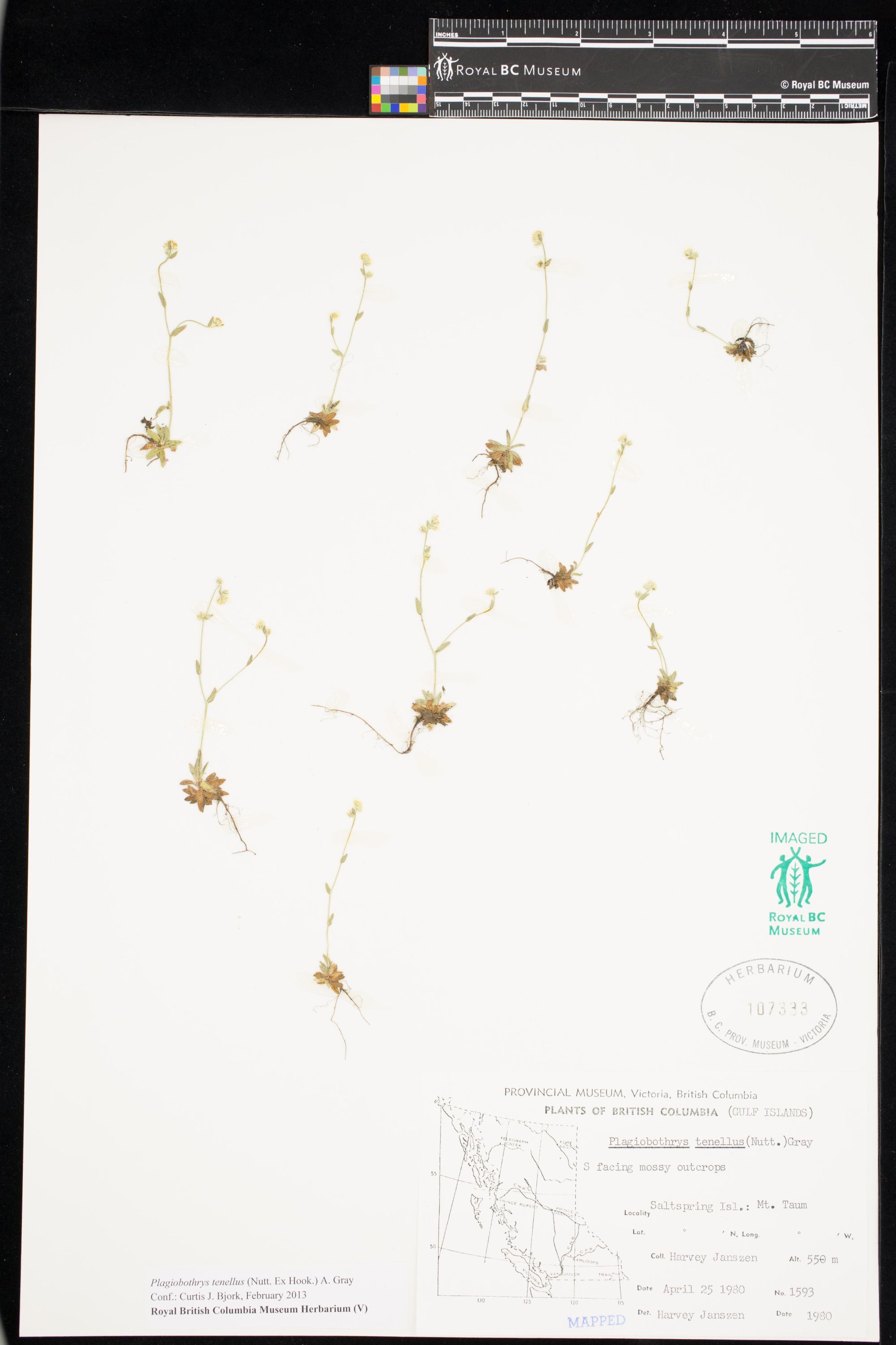 Image representing Plagiobothrys tenellus.