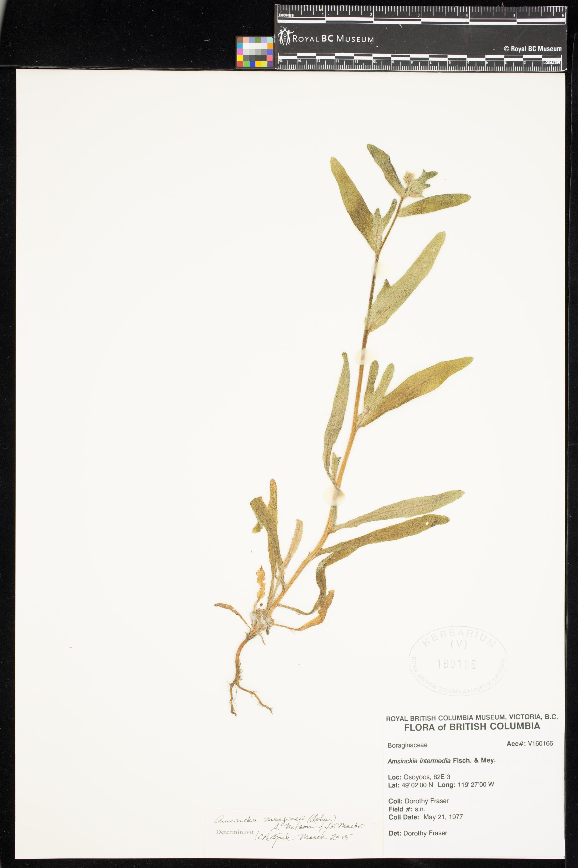 Image representing Amsinckia menziesii.