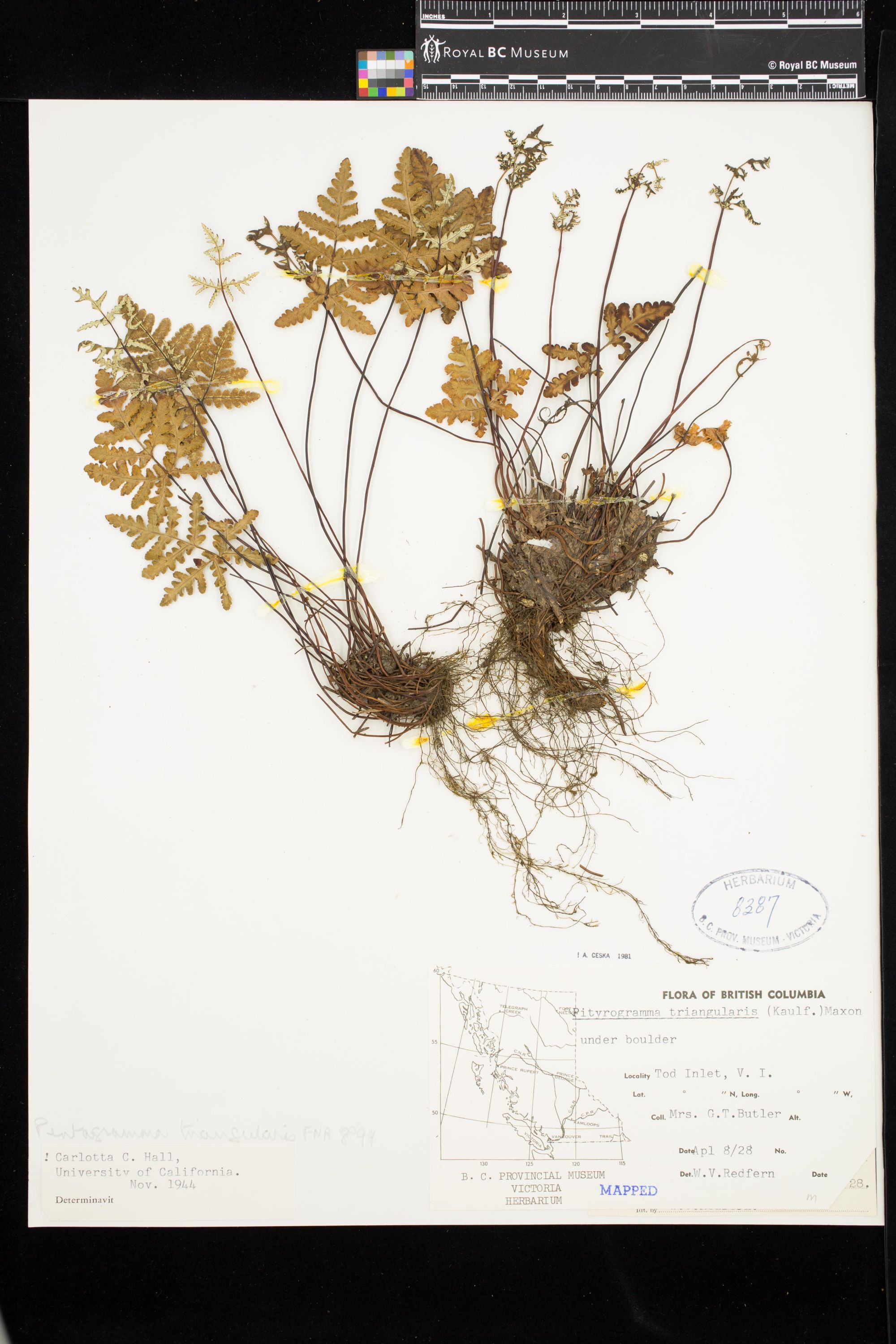 Image representing Pentagramma triangularis.