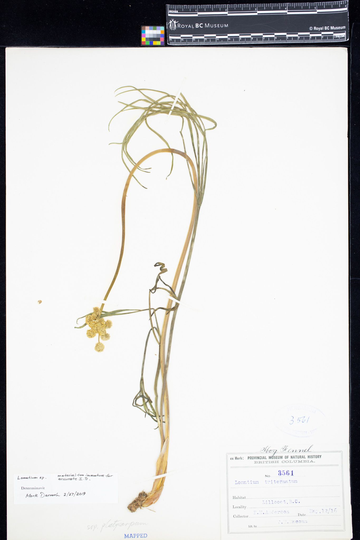 Image representing Lomatium.