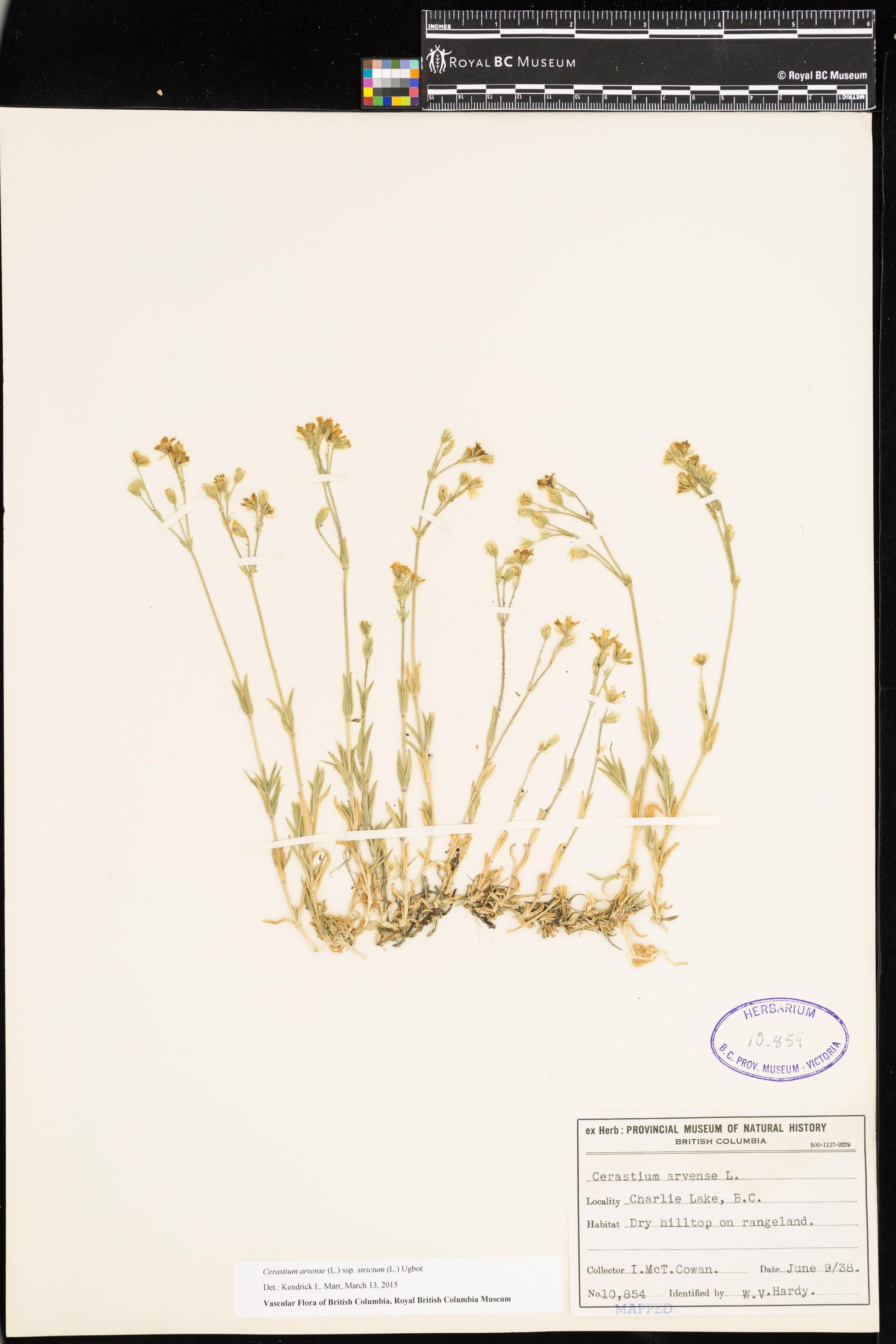 Image representing Cerastium arvense ssp. strictum.