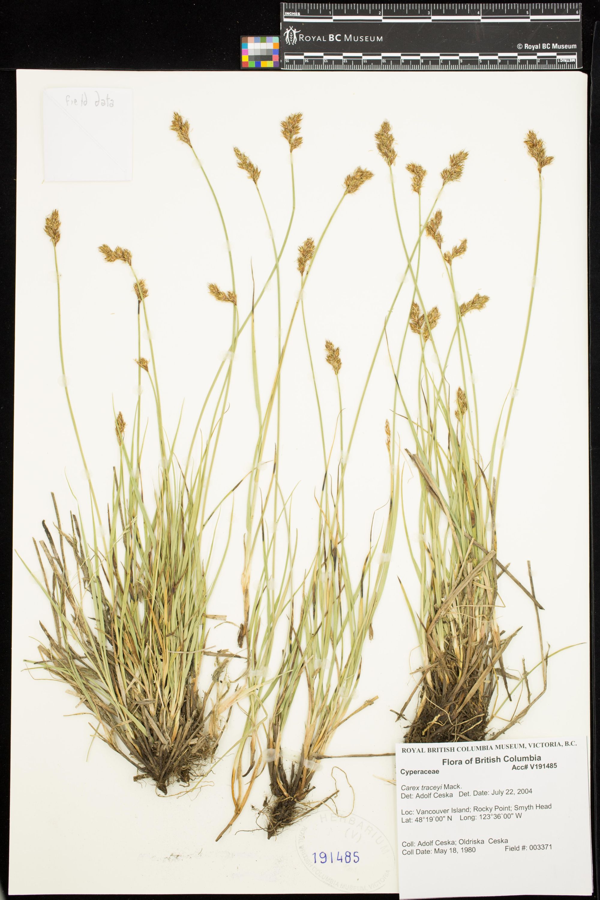 Image representing Carex ovalis.