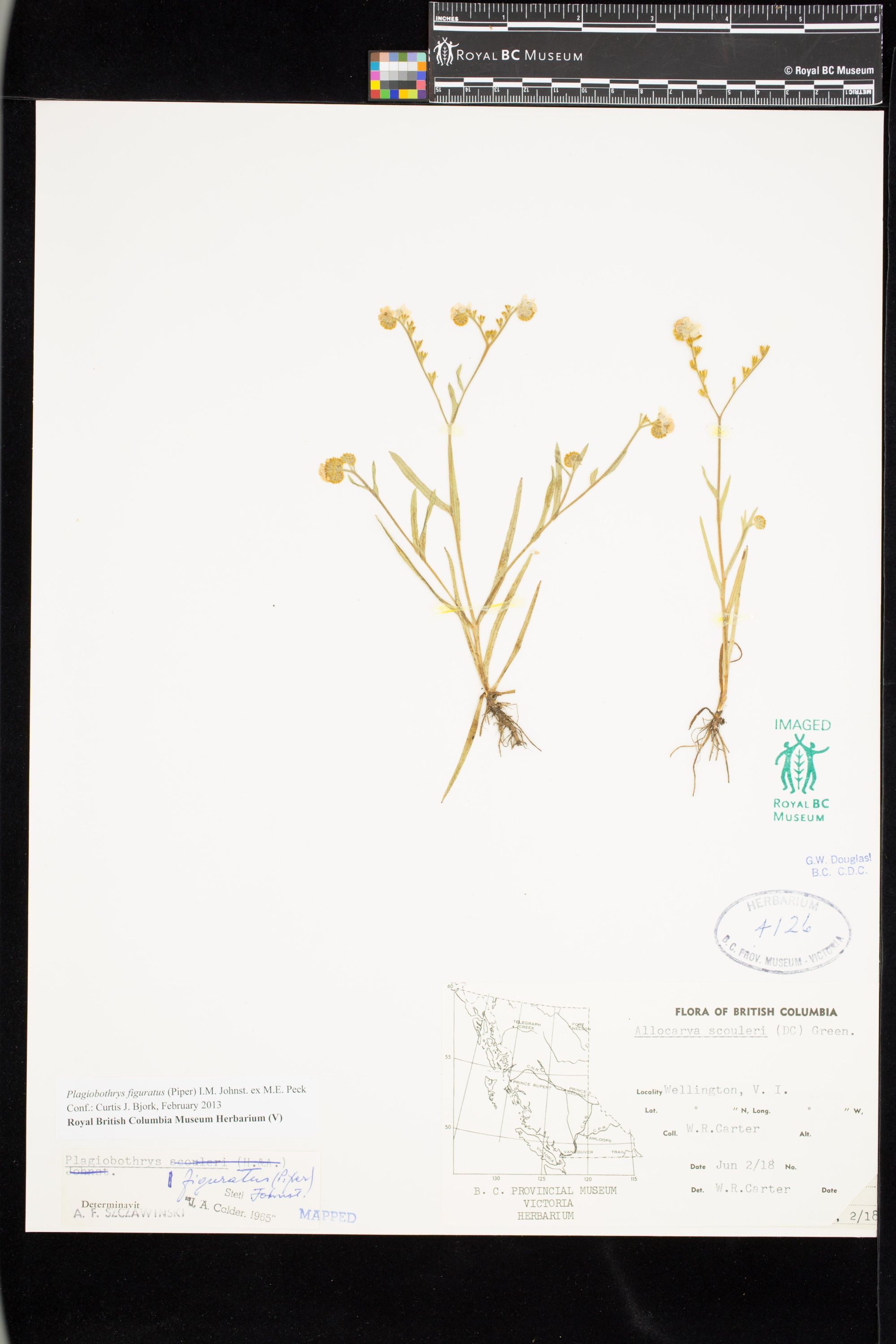 Image representing Plagiobothrys figuratus.