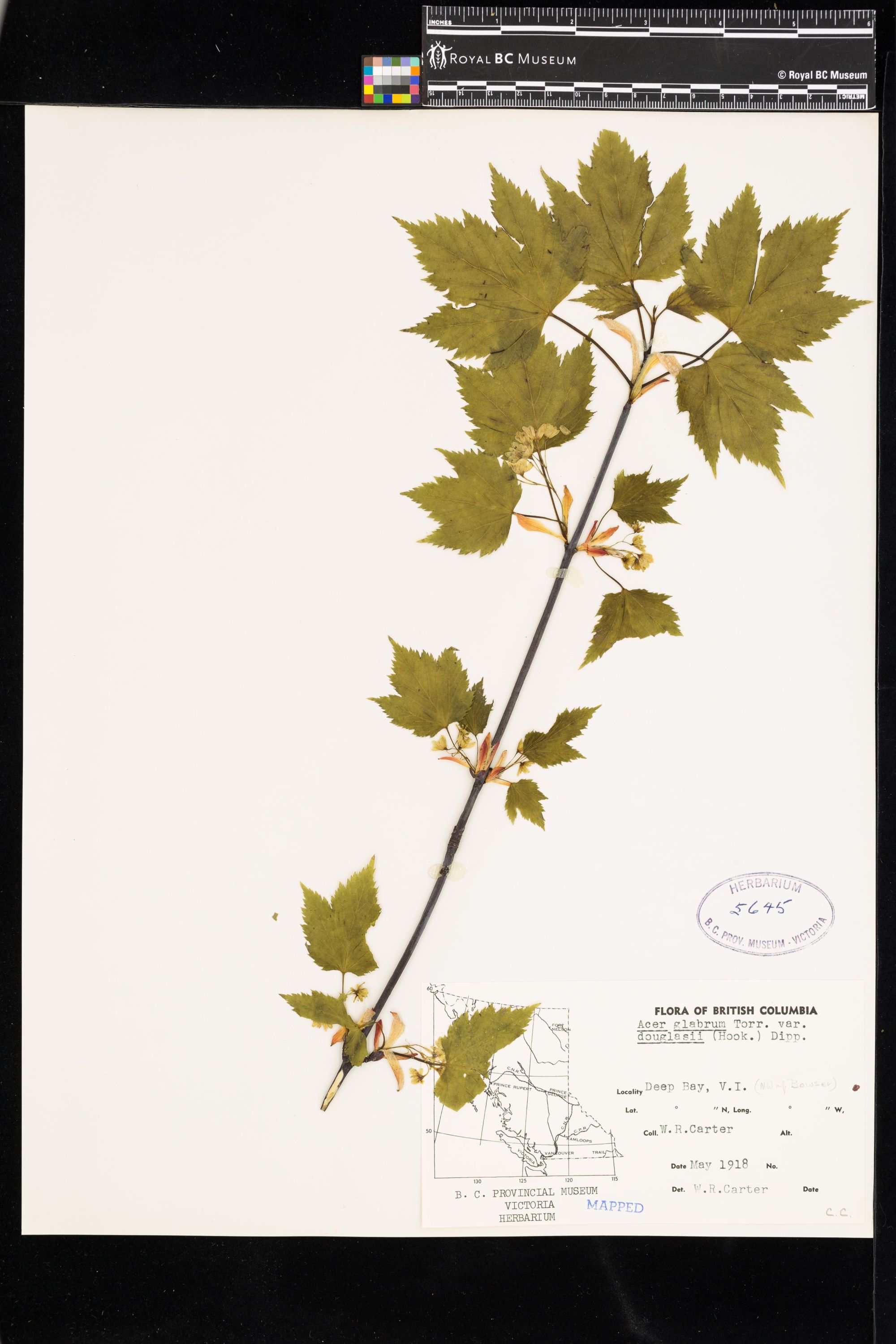 Image representing Acer glabrum var. douglasii.