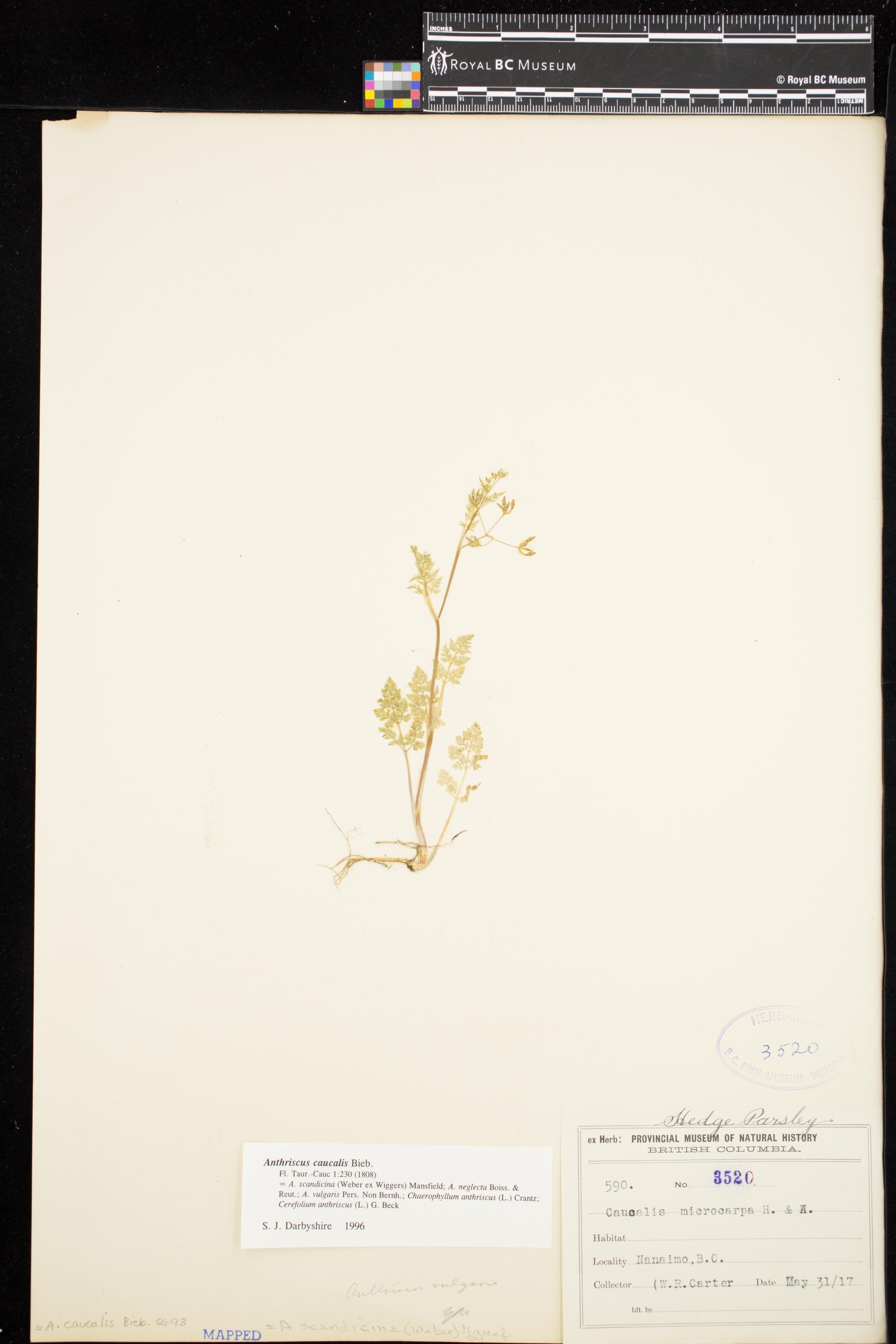 Image representing Anthriscus caucalis.