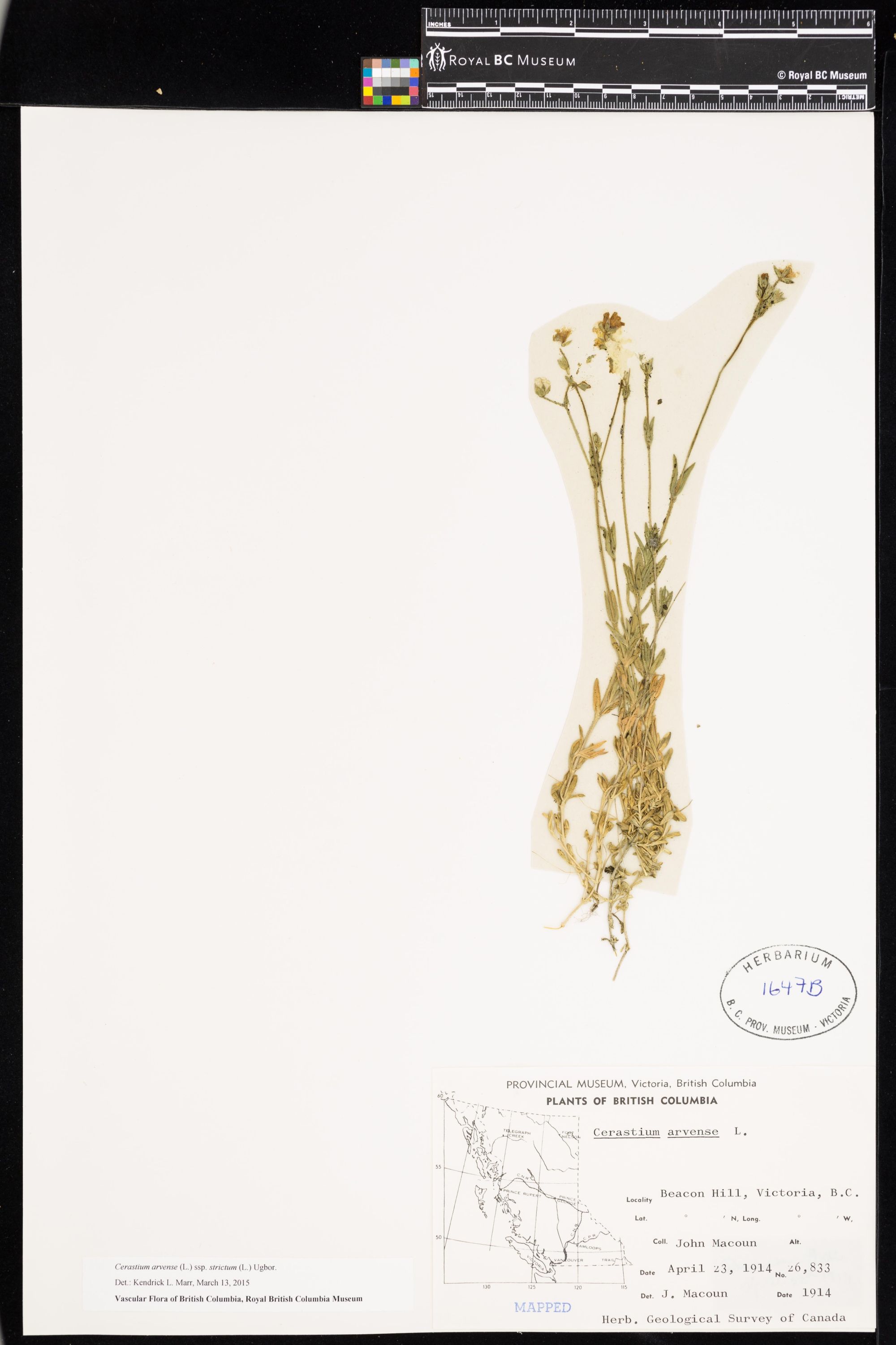 Image représentant Cerastium arvense ssp. strictum