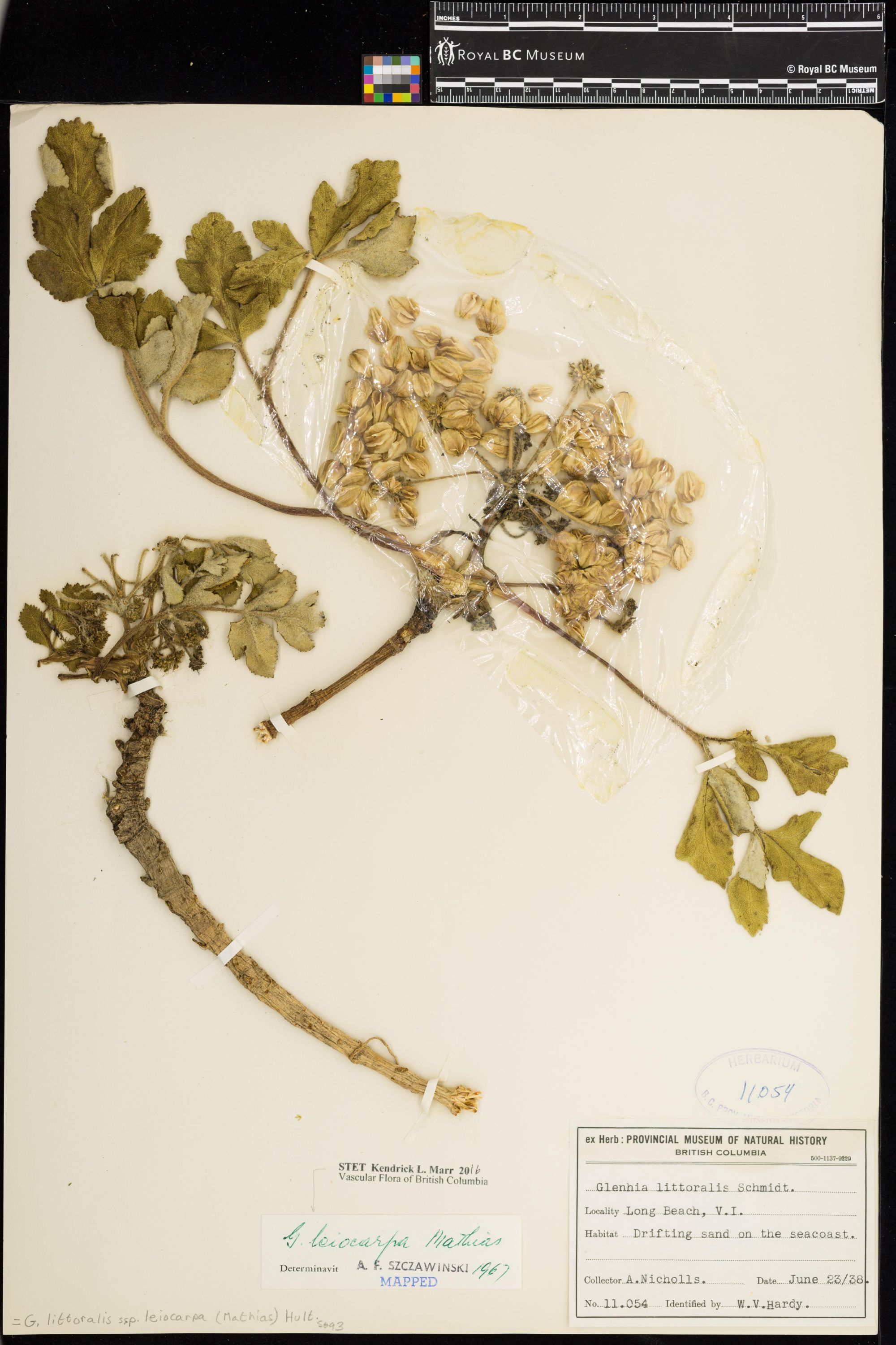 Image representing Glehnia leiocarpa.