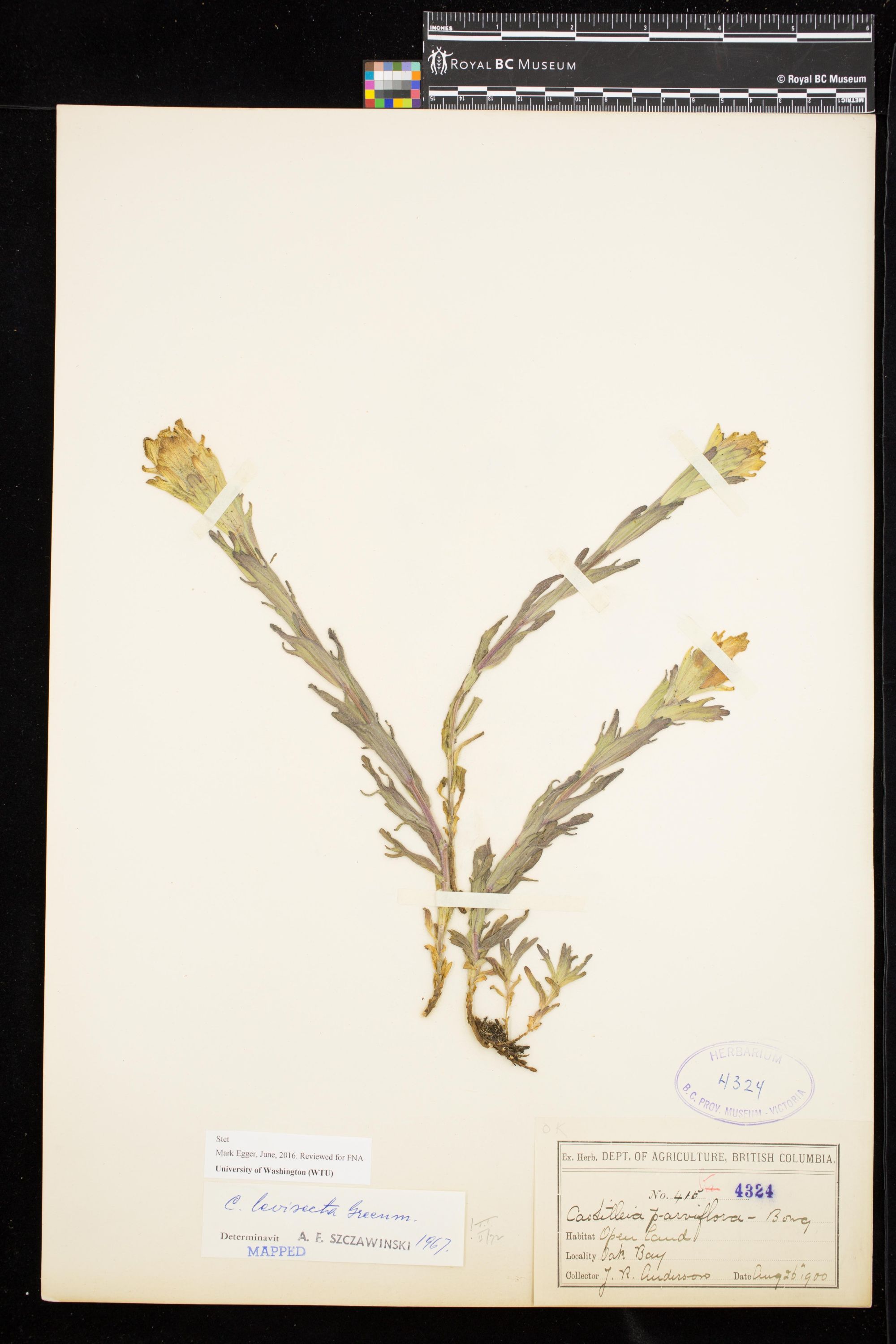 Image representing Castilleja levisecta.