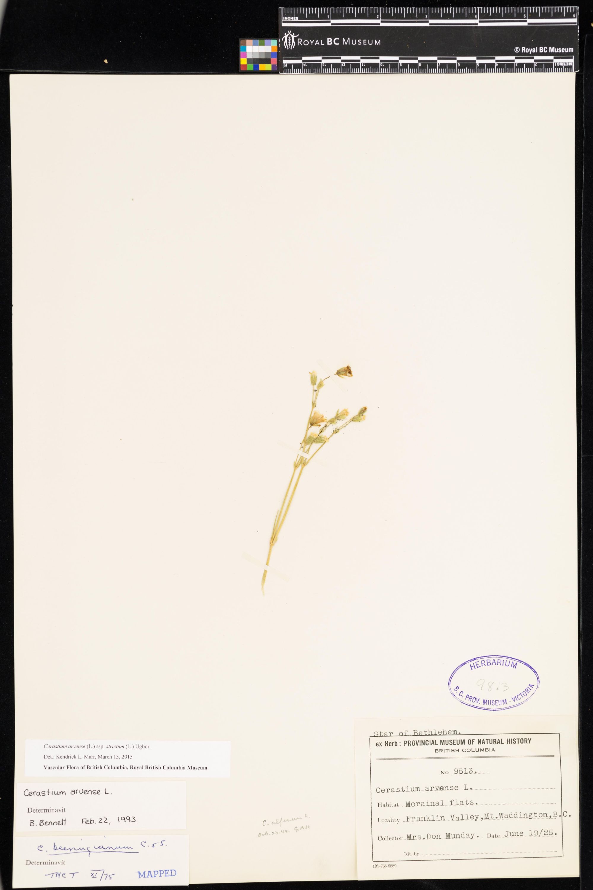 Image representing Cerastium arvense ssp. strictum.