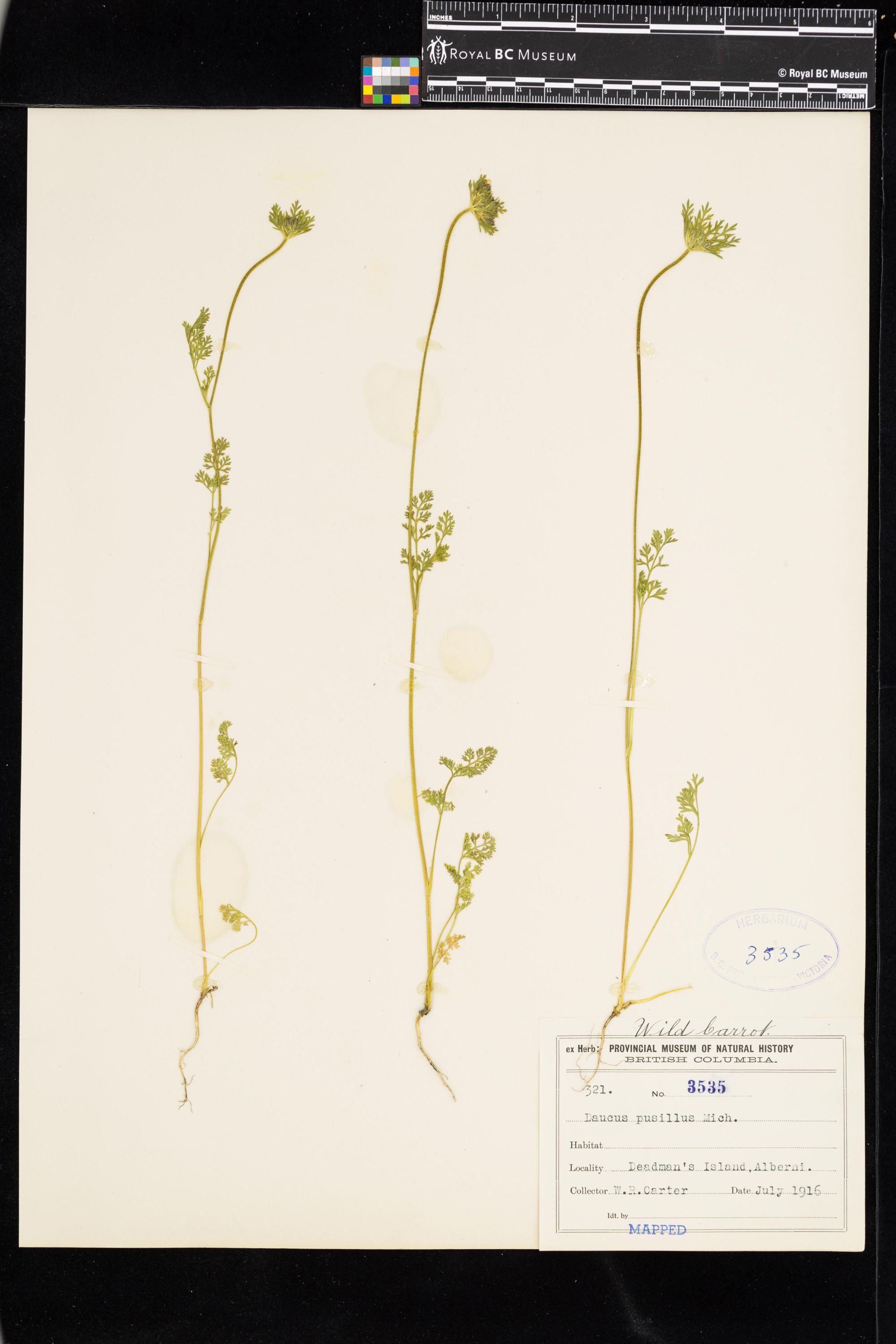 Image representing Daucus pusillus.