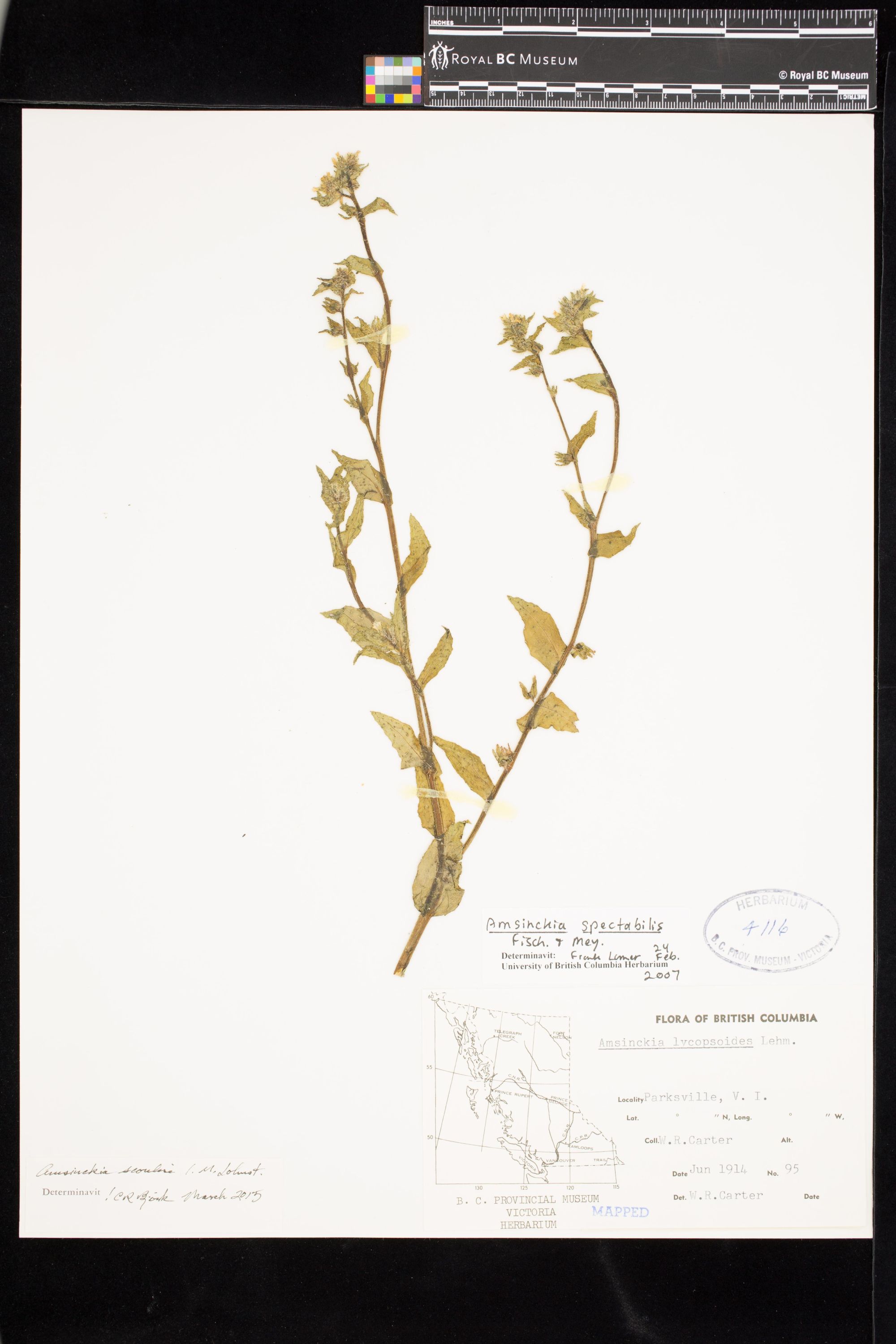 Image representing Amsinckia scouleri.