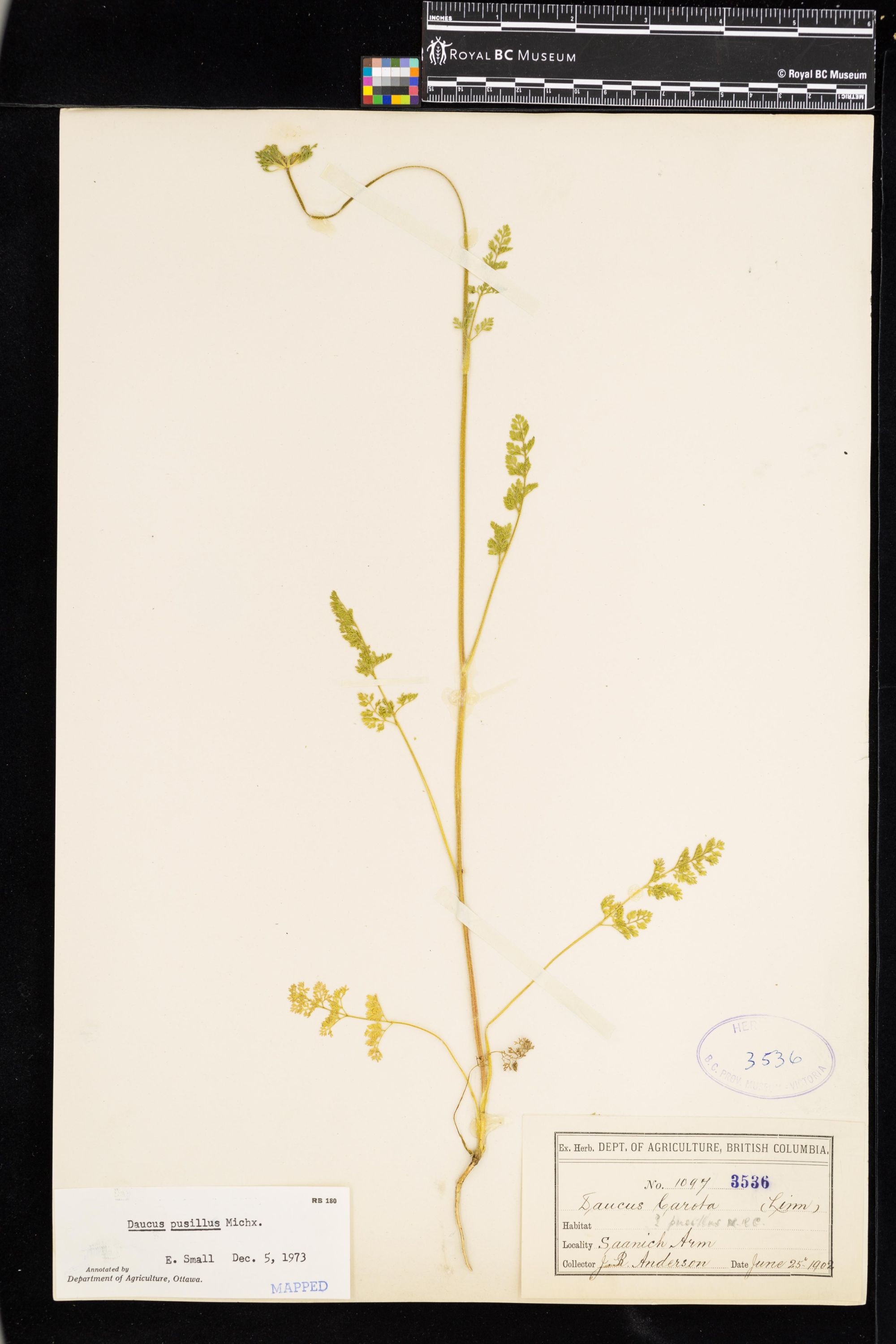 Image representing Daucus pusillus.