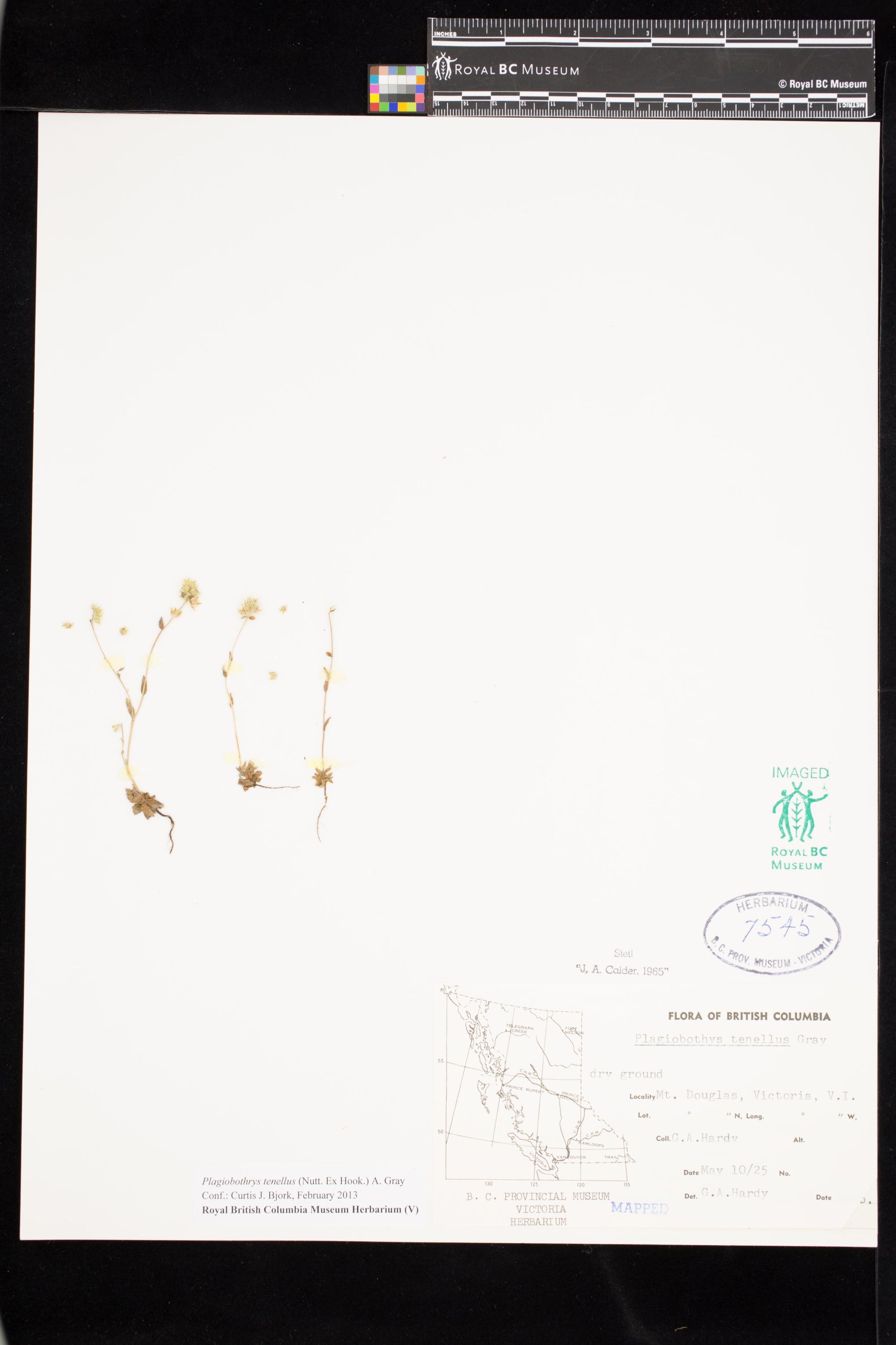 Image representing Plagiobothrys tenellus.