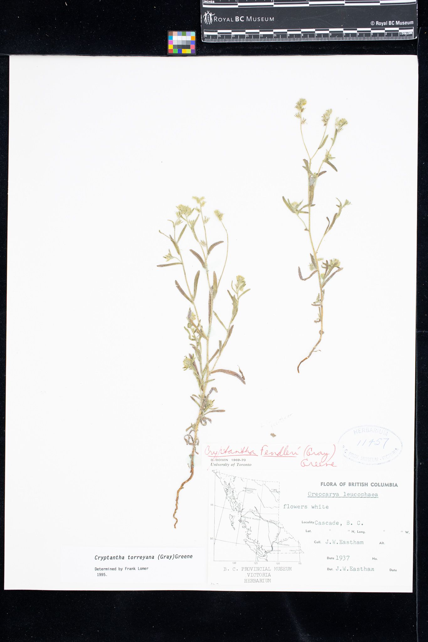 Image representing Cryptantha torreyana ssp. torreyana.