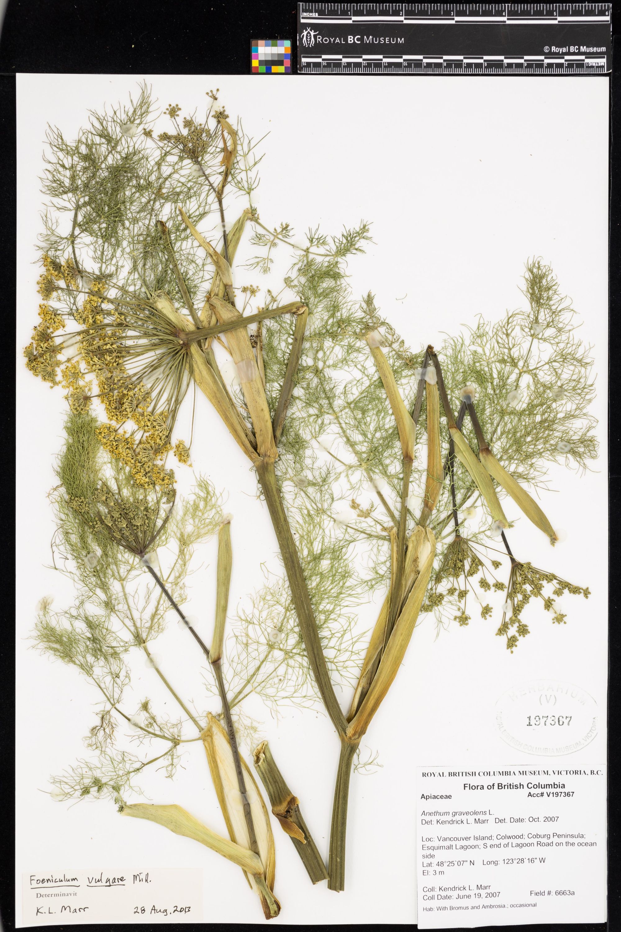 Image representing Anethum graveolens.