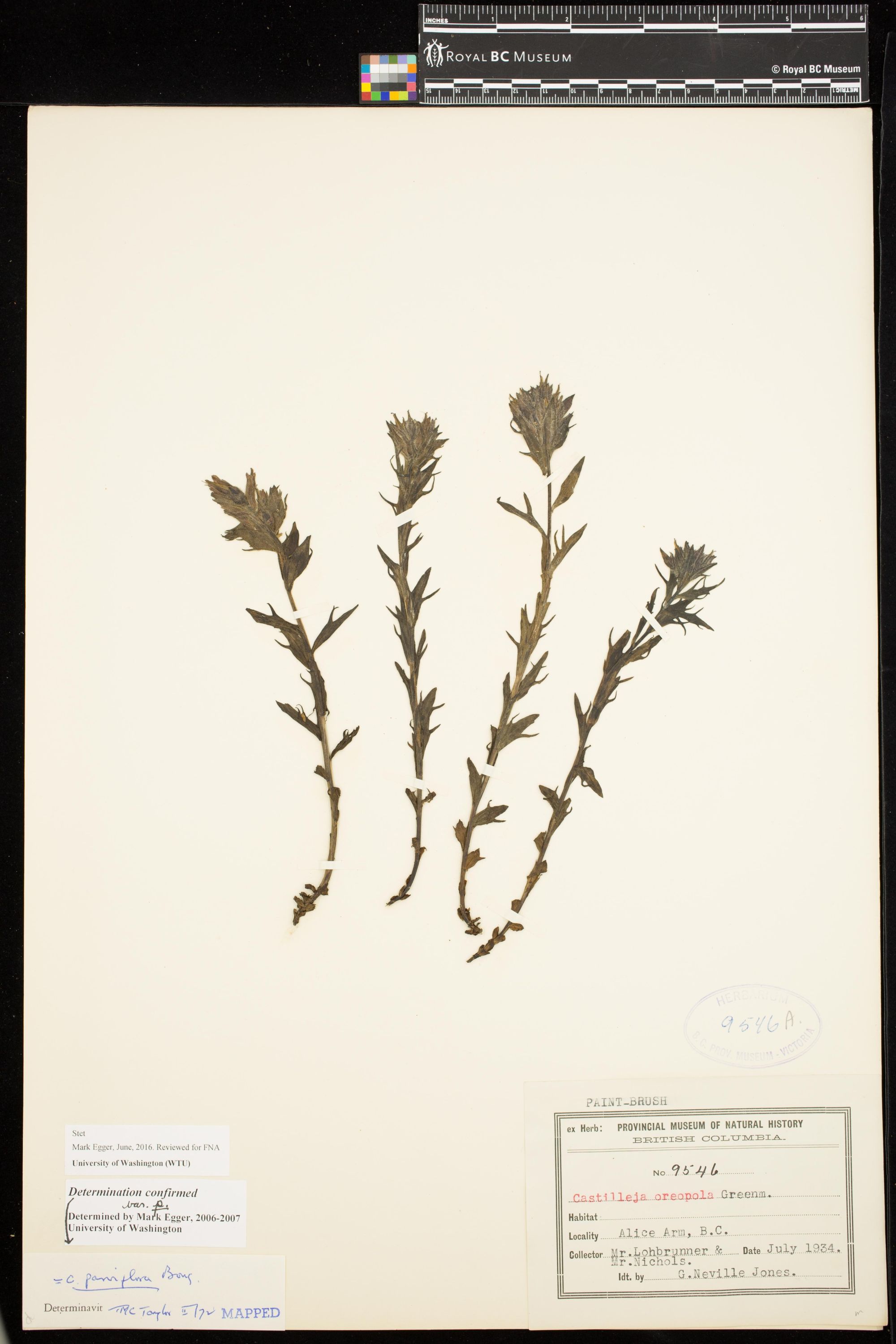 Image representing Castilleja parviflora var. parviflora.