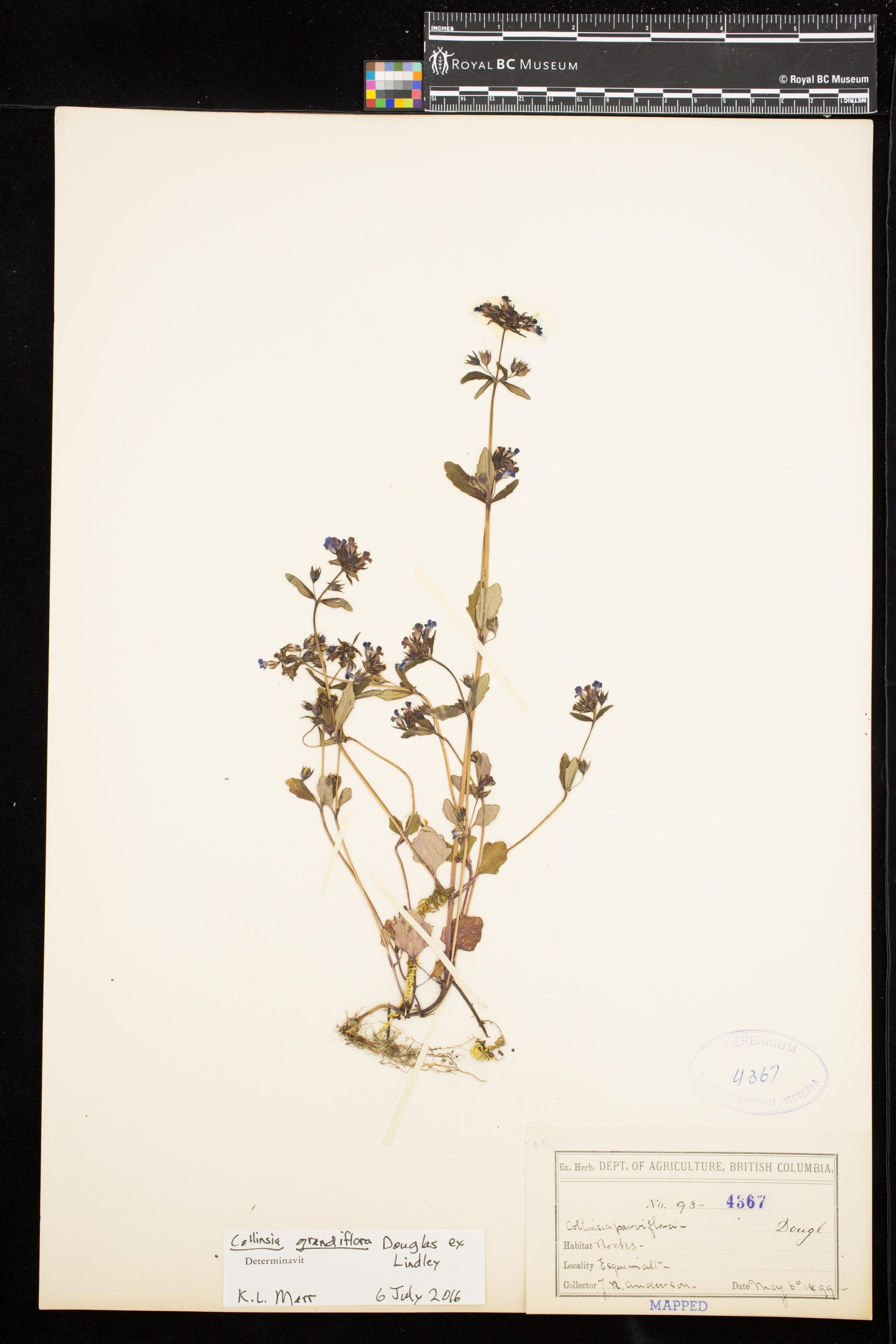 Image representing Collinsia grandiflora.