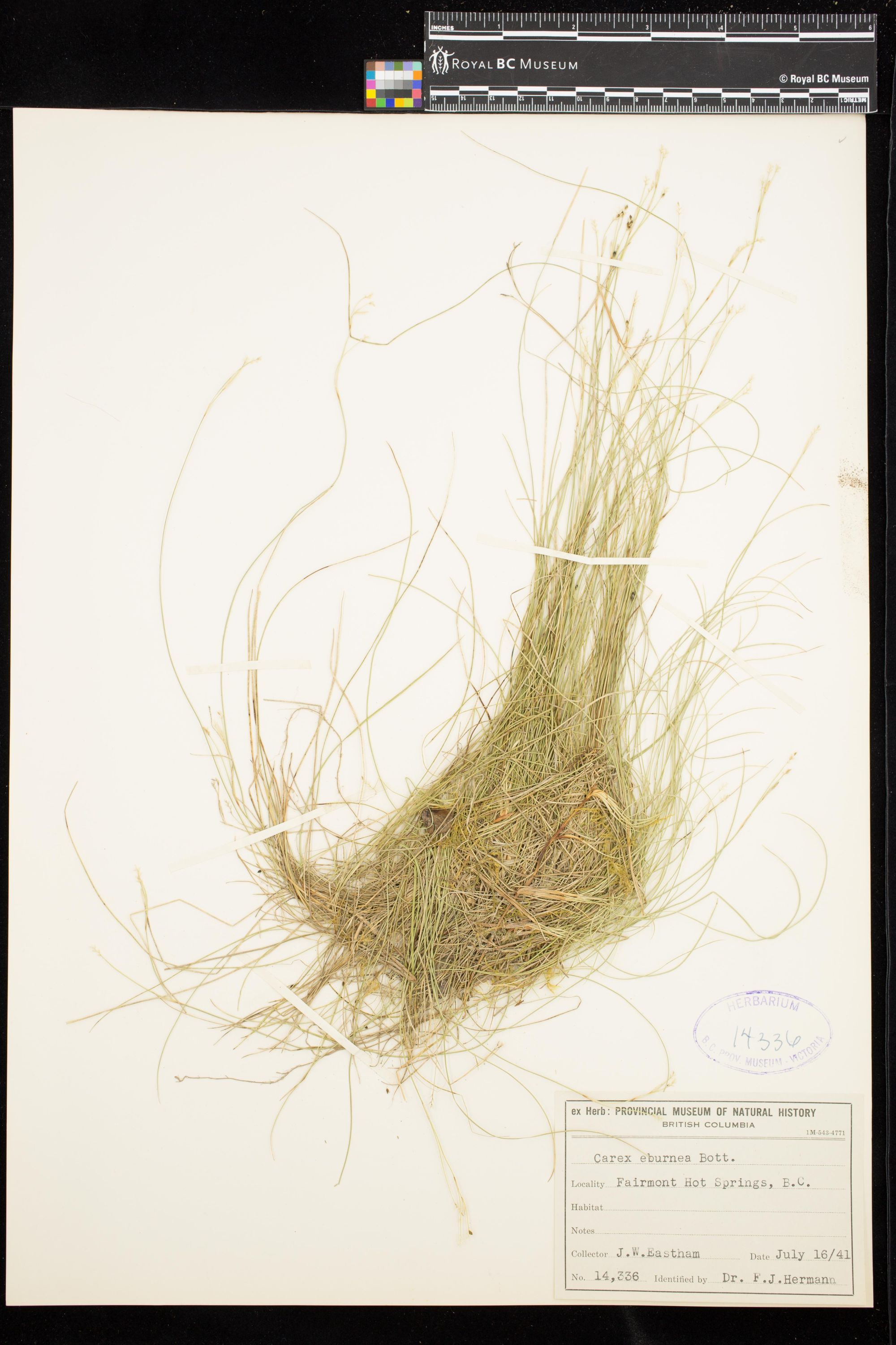 Image representing Carex eburnea.