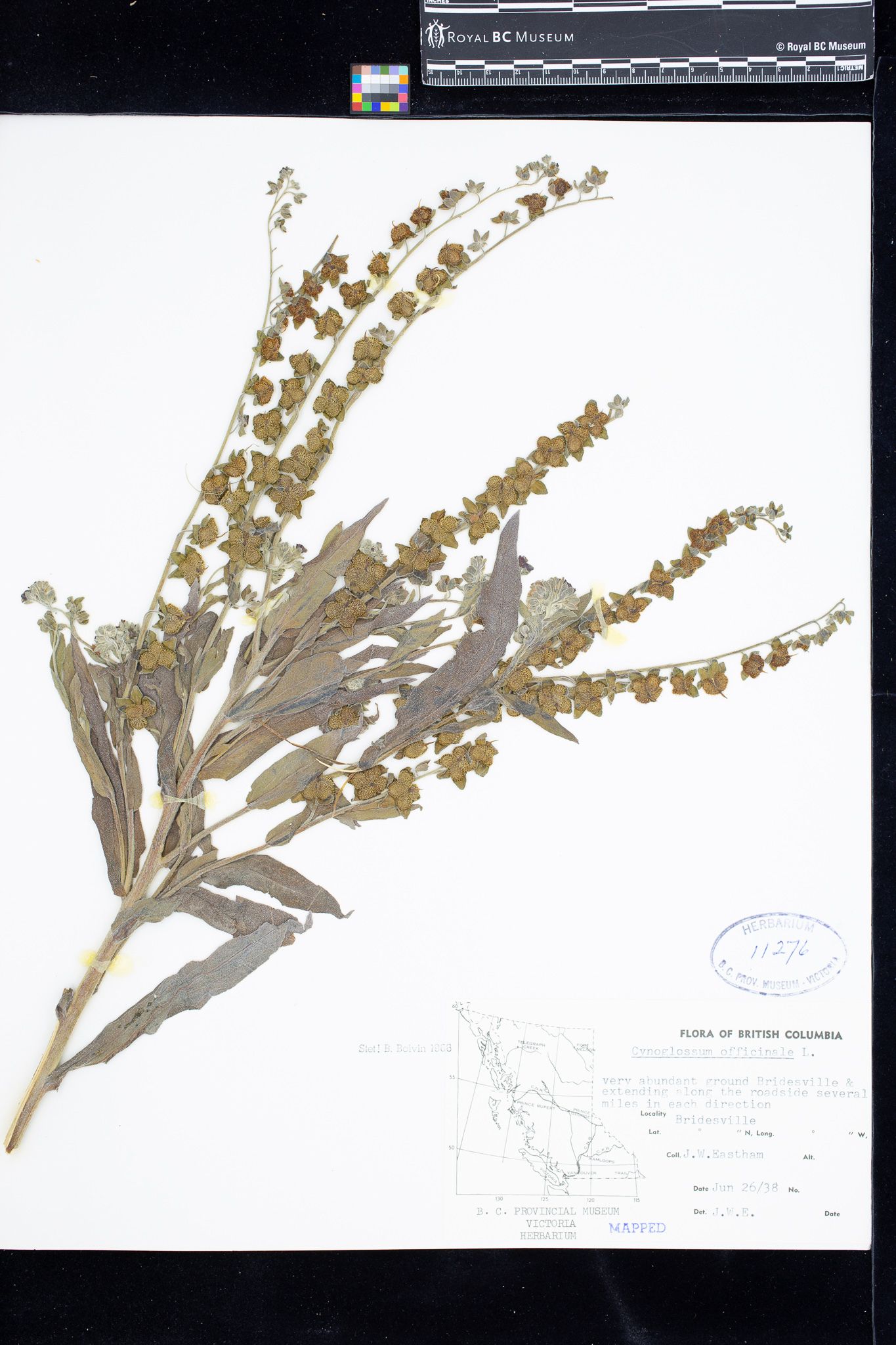 Image representing Cynoglossum officinale.