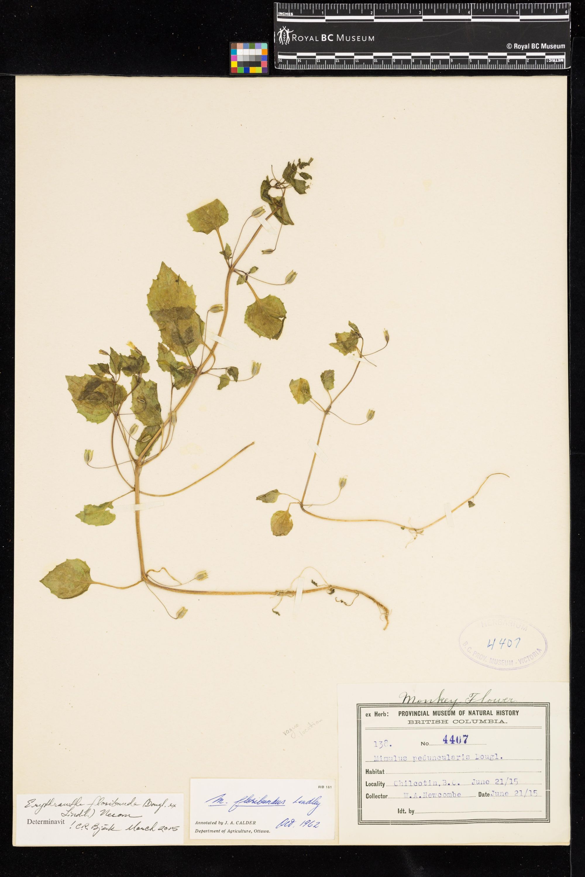 Image representing Erythranthe floribunda.