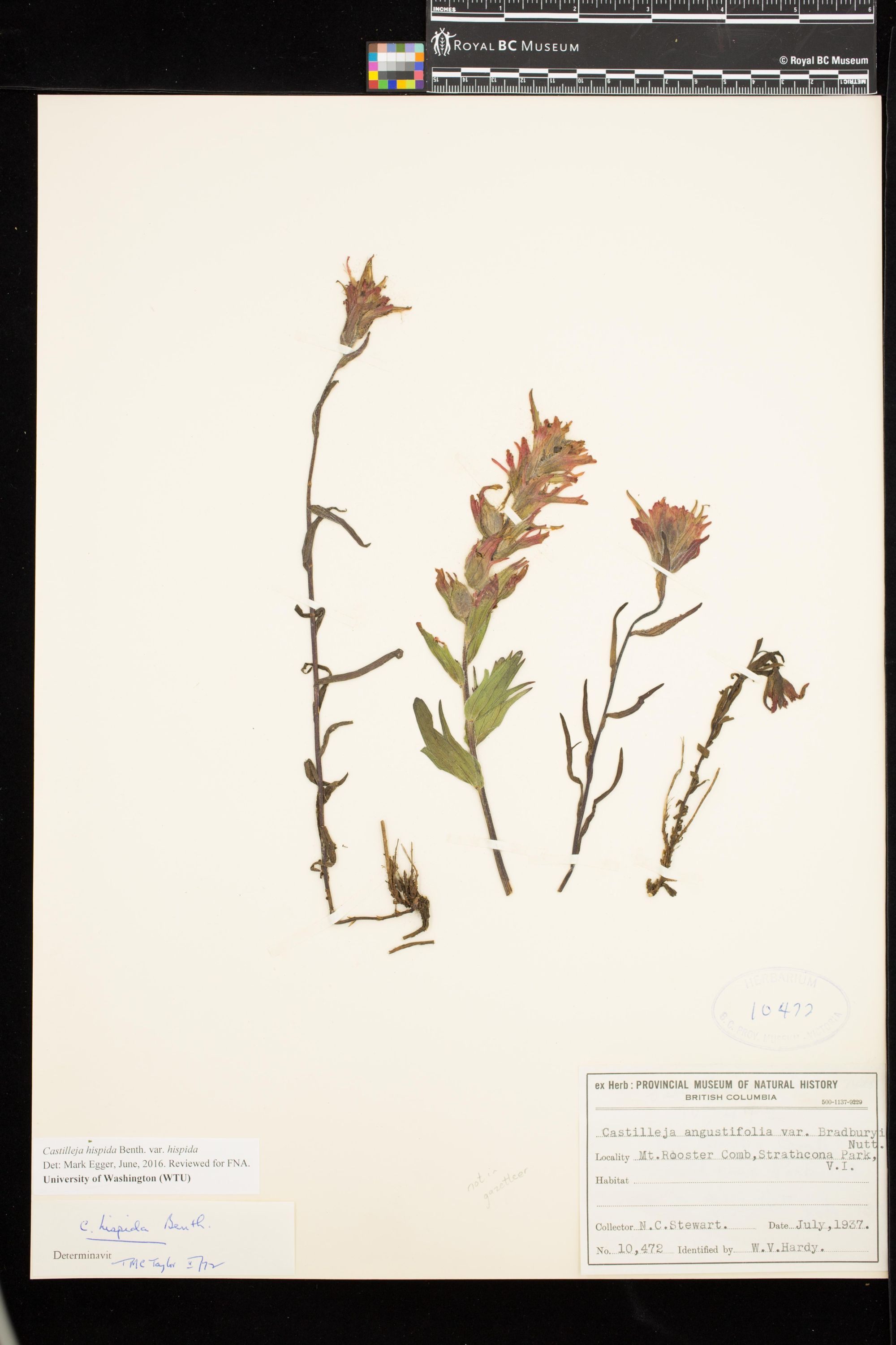 Image representing Castilleja hispida var. hispida.