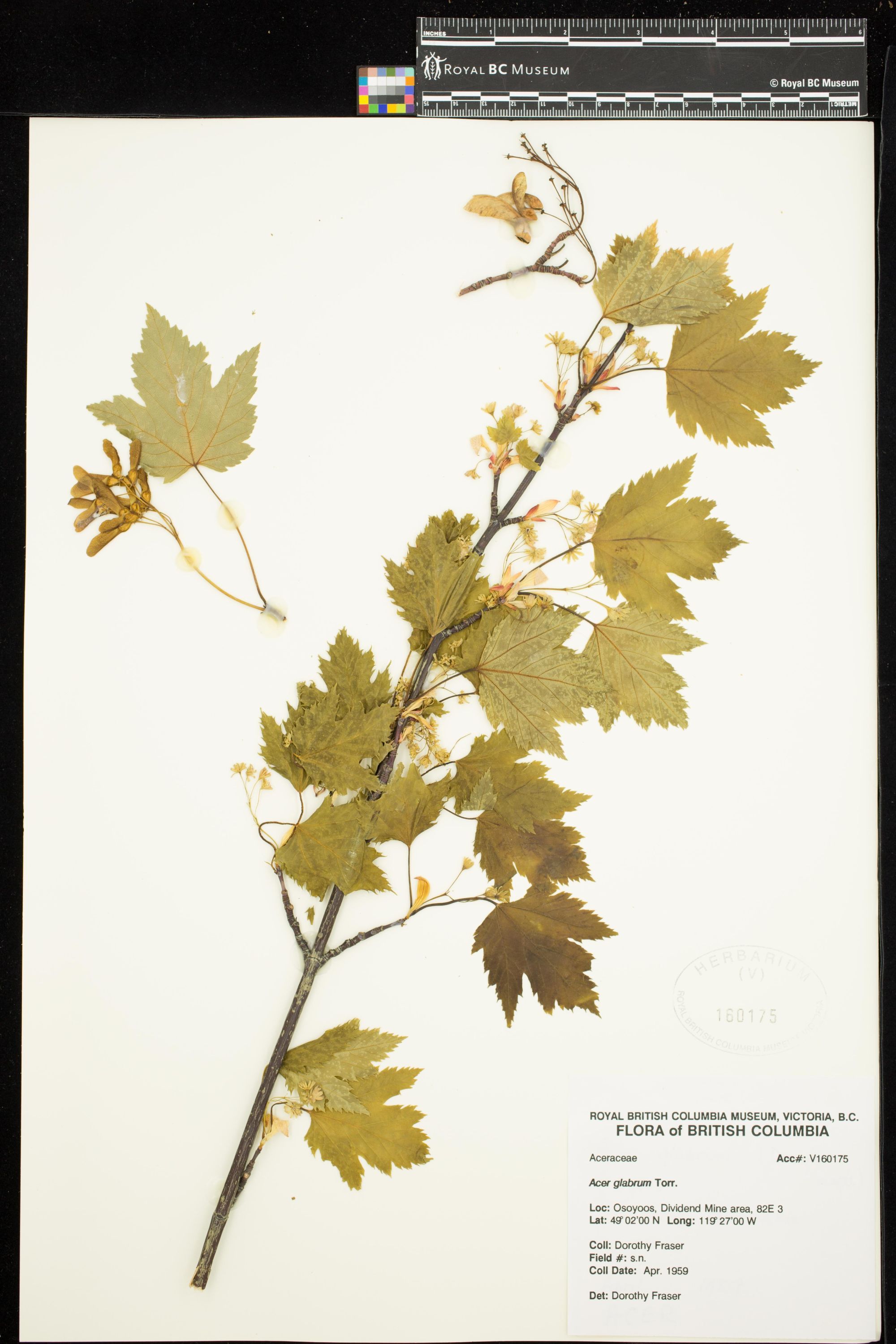 Image representing Acer glabrum.