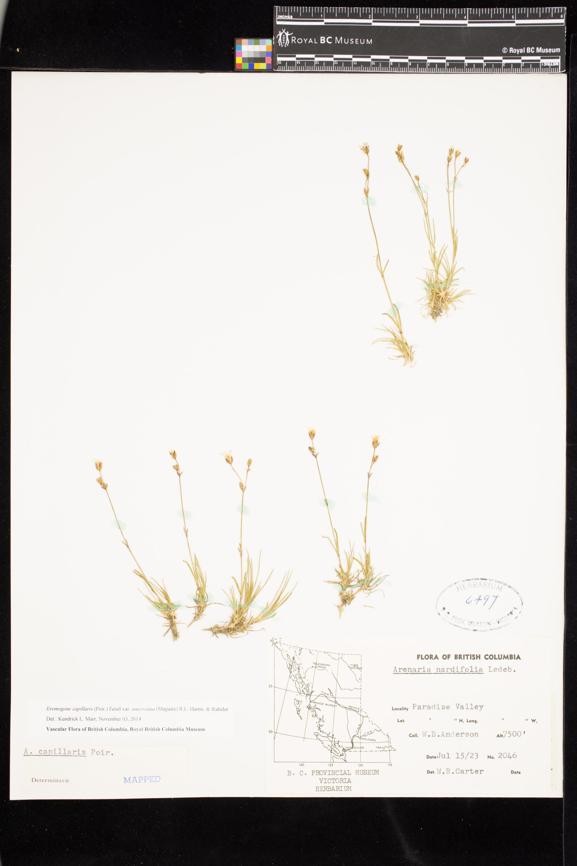 Image representing Eremogone capillaris var. americana.