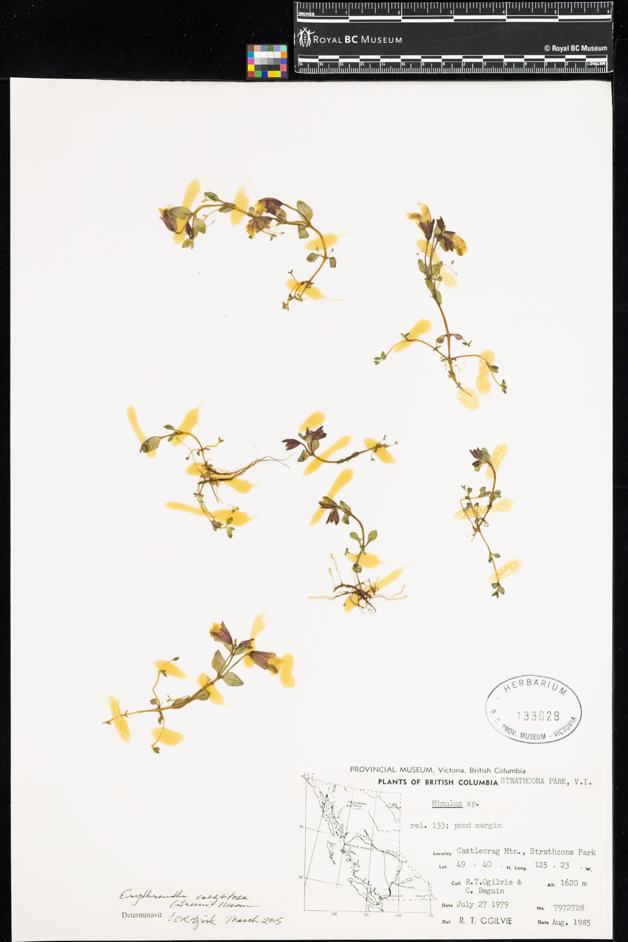 Image representing Erythranthe caespitosa.