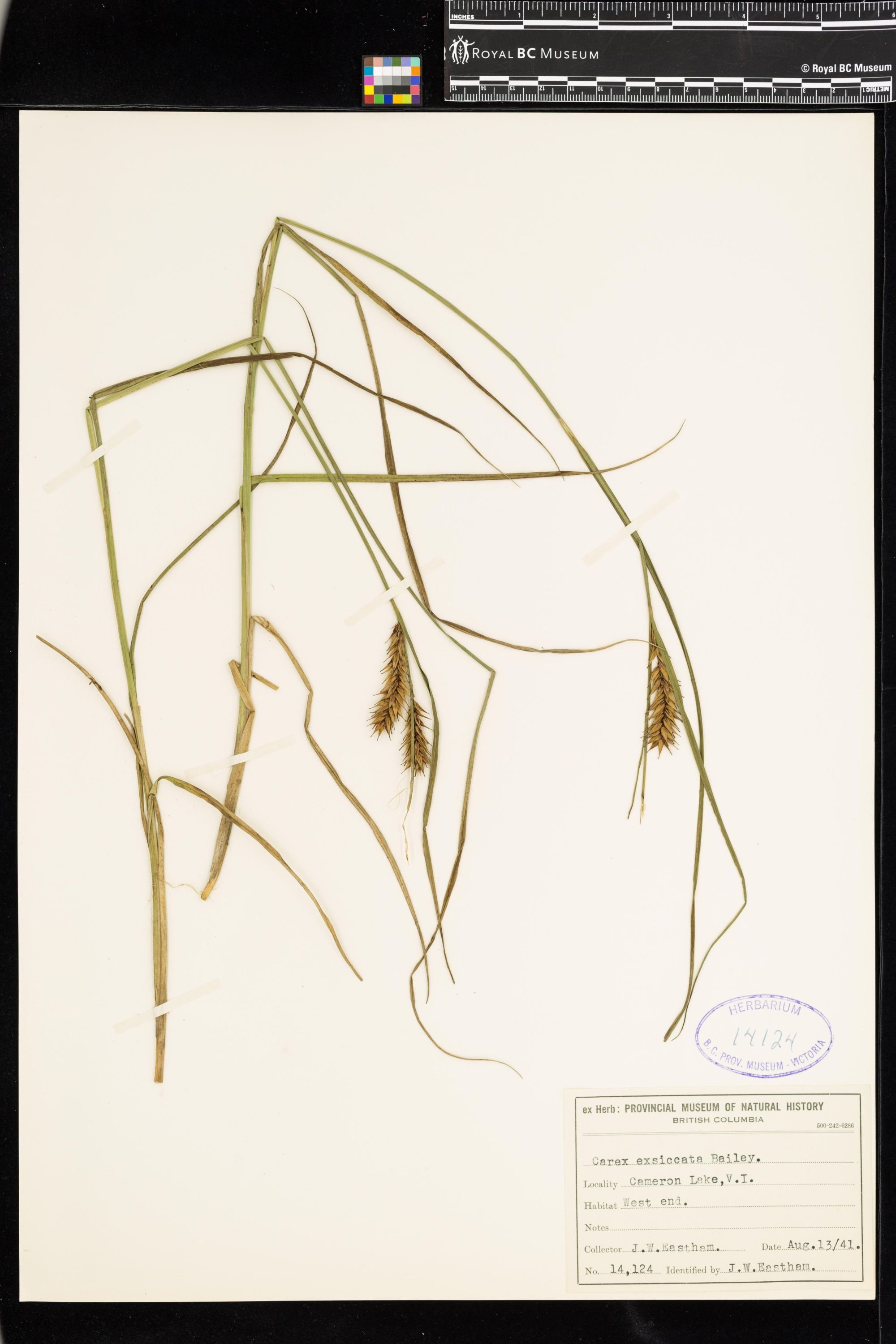 Image representing Carex exsiccata.