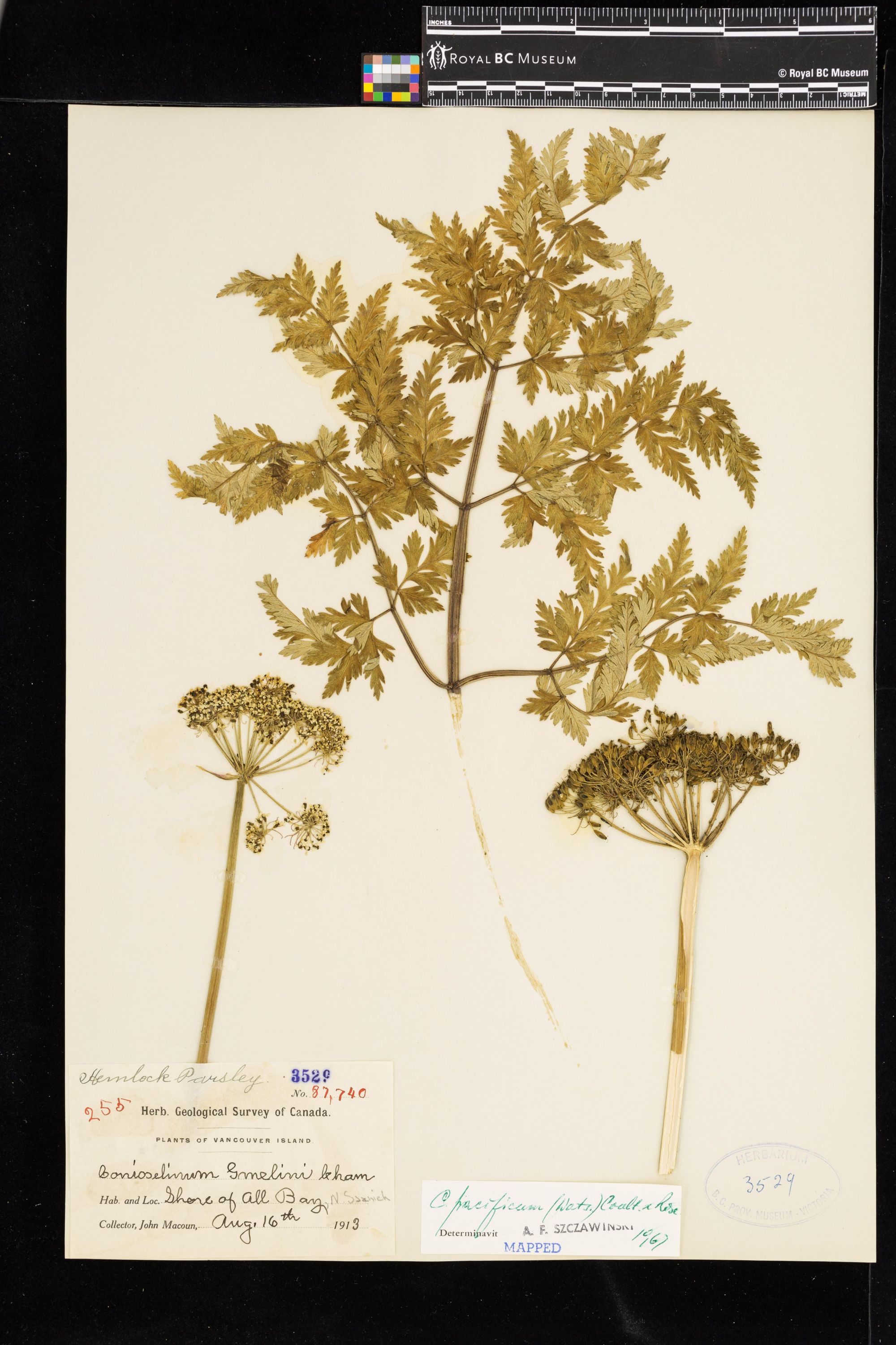 Image representing Conioselinum pacificum.