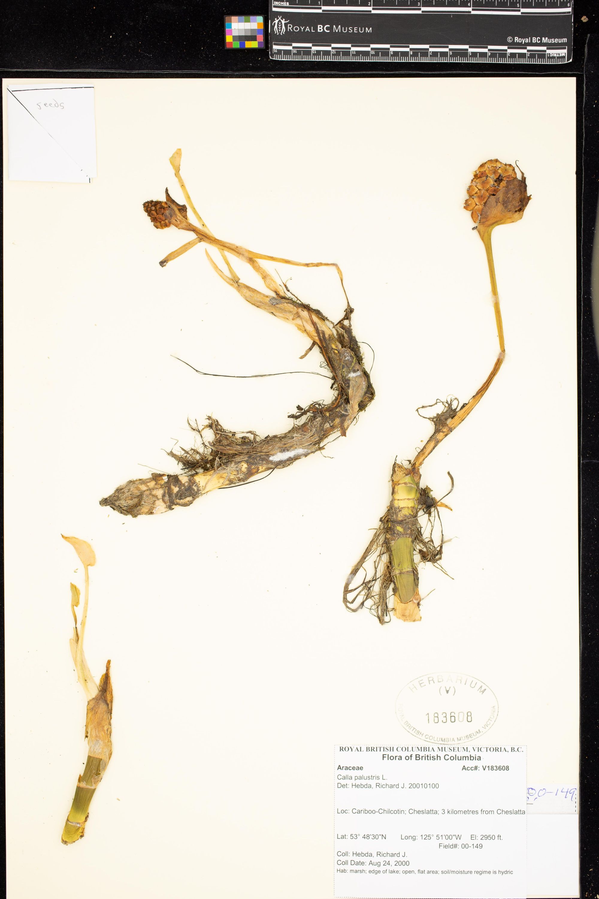 Image représentant Calla palustris