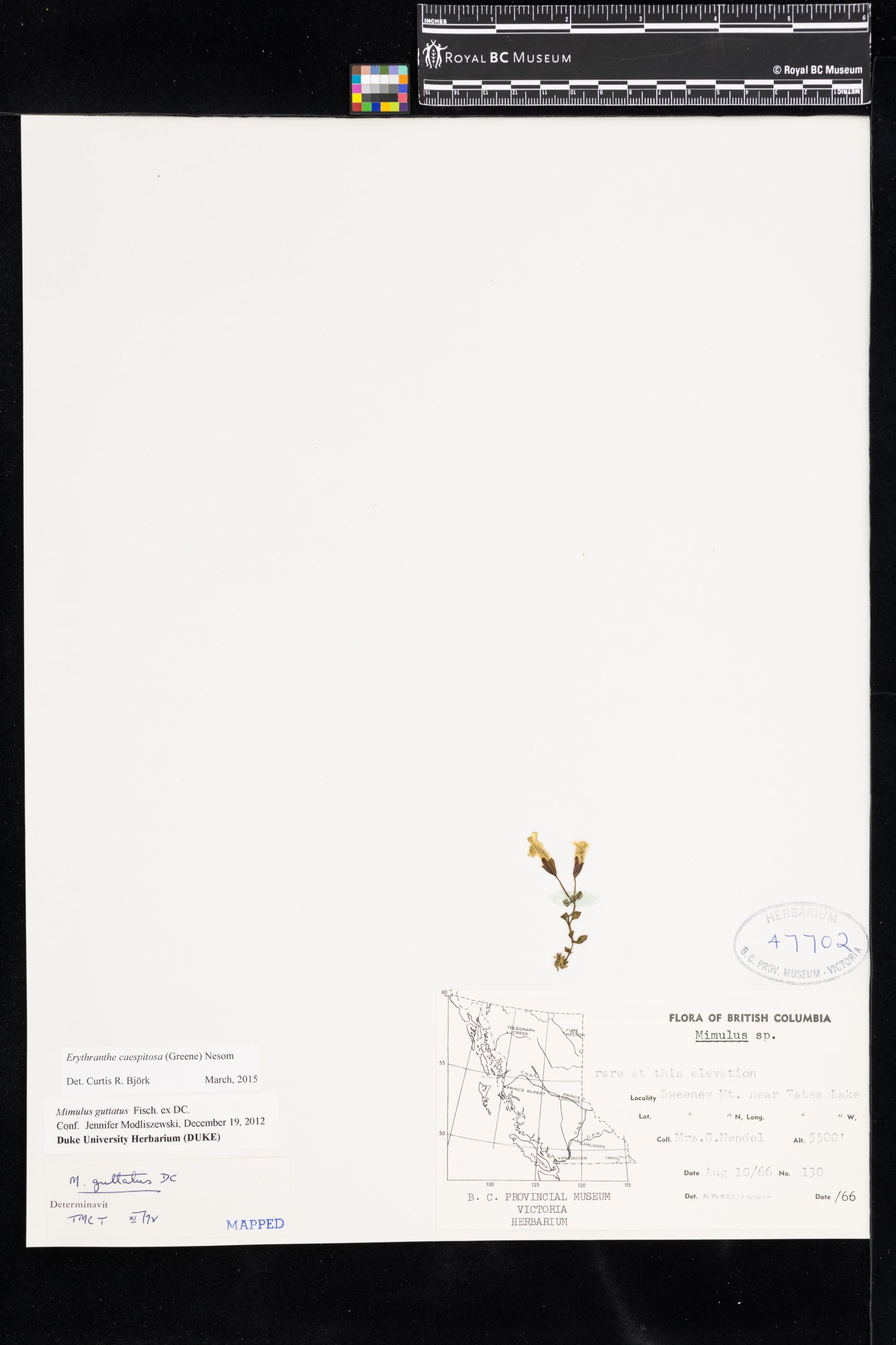 Image representing Erythranthe caespitosa.