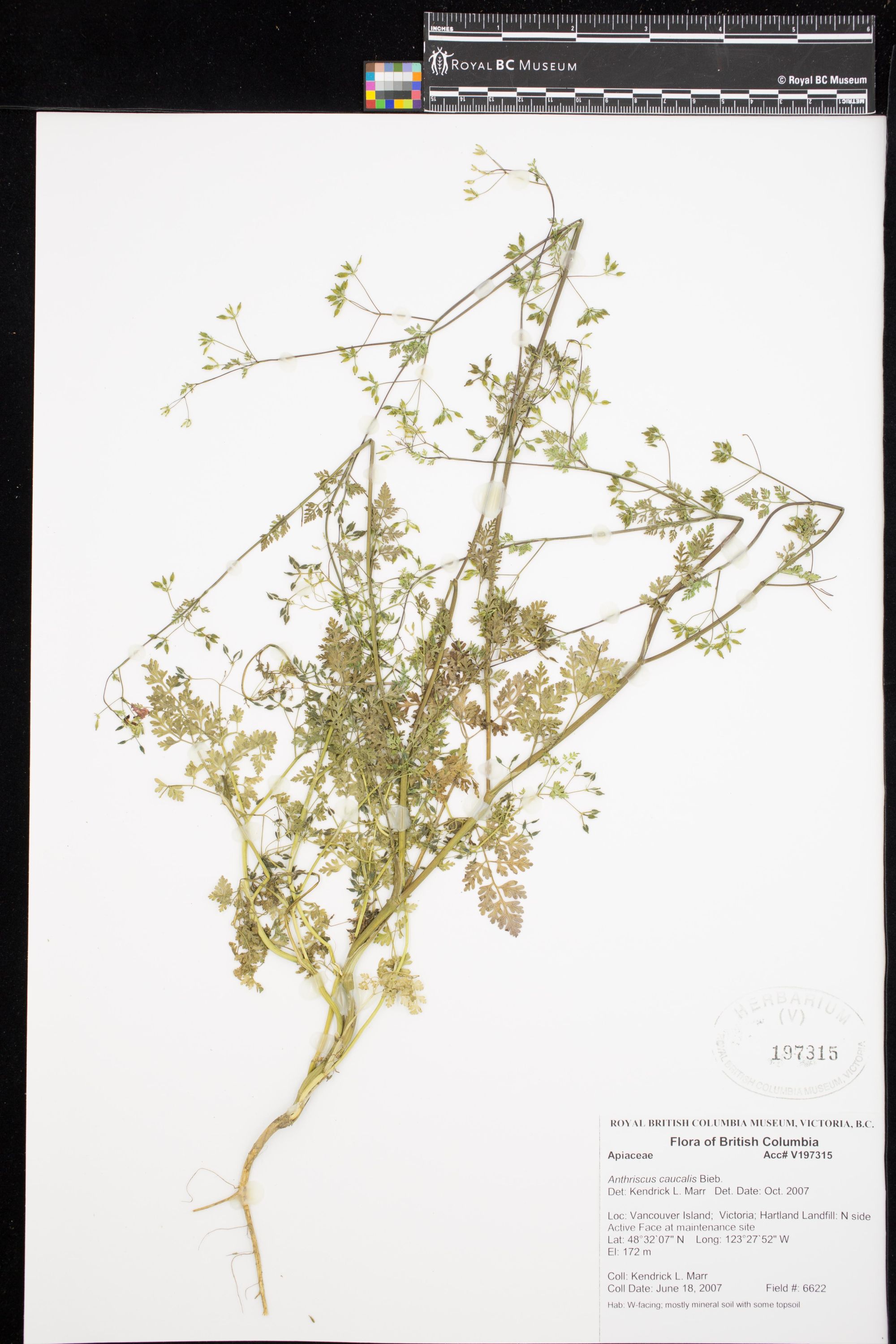 Image representing Anthriscus caucalis.