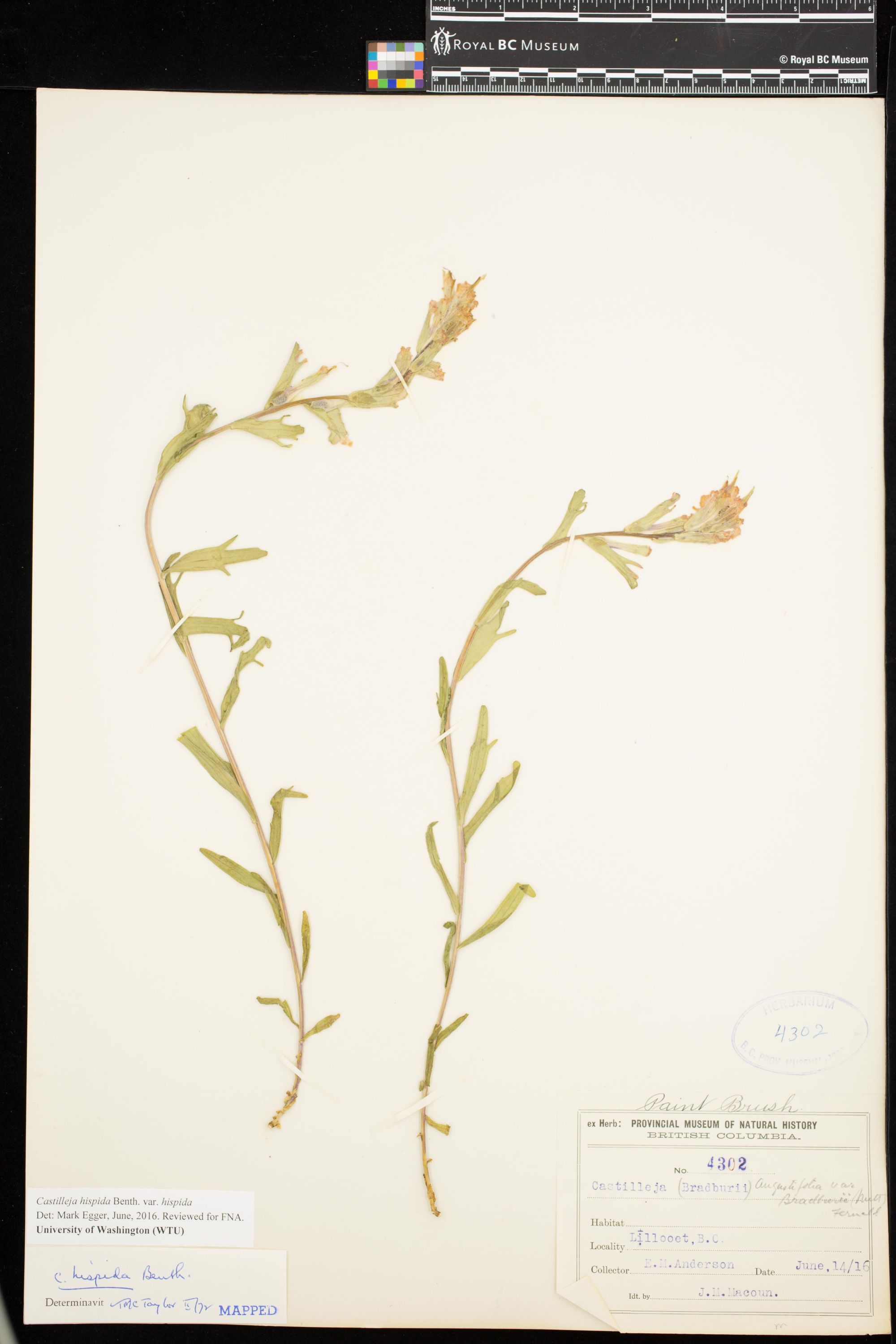 Image representing Castilleja hispida var. hispida.