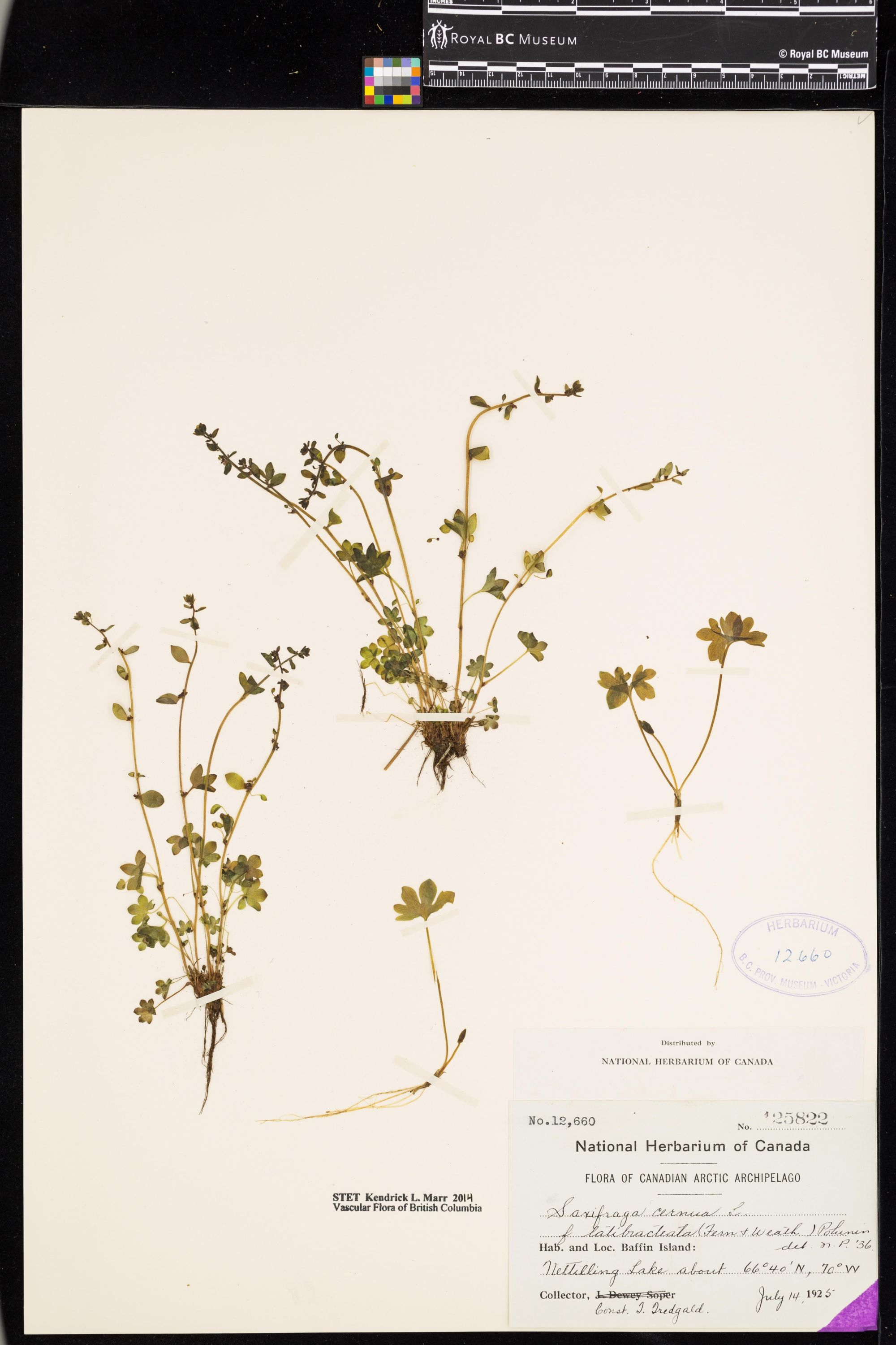 Image representing Saxifraga cernua.