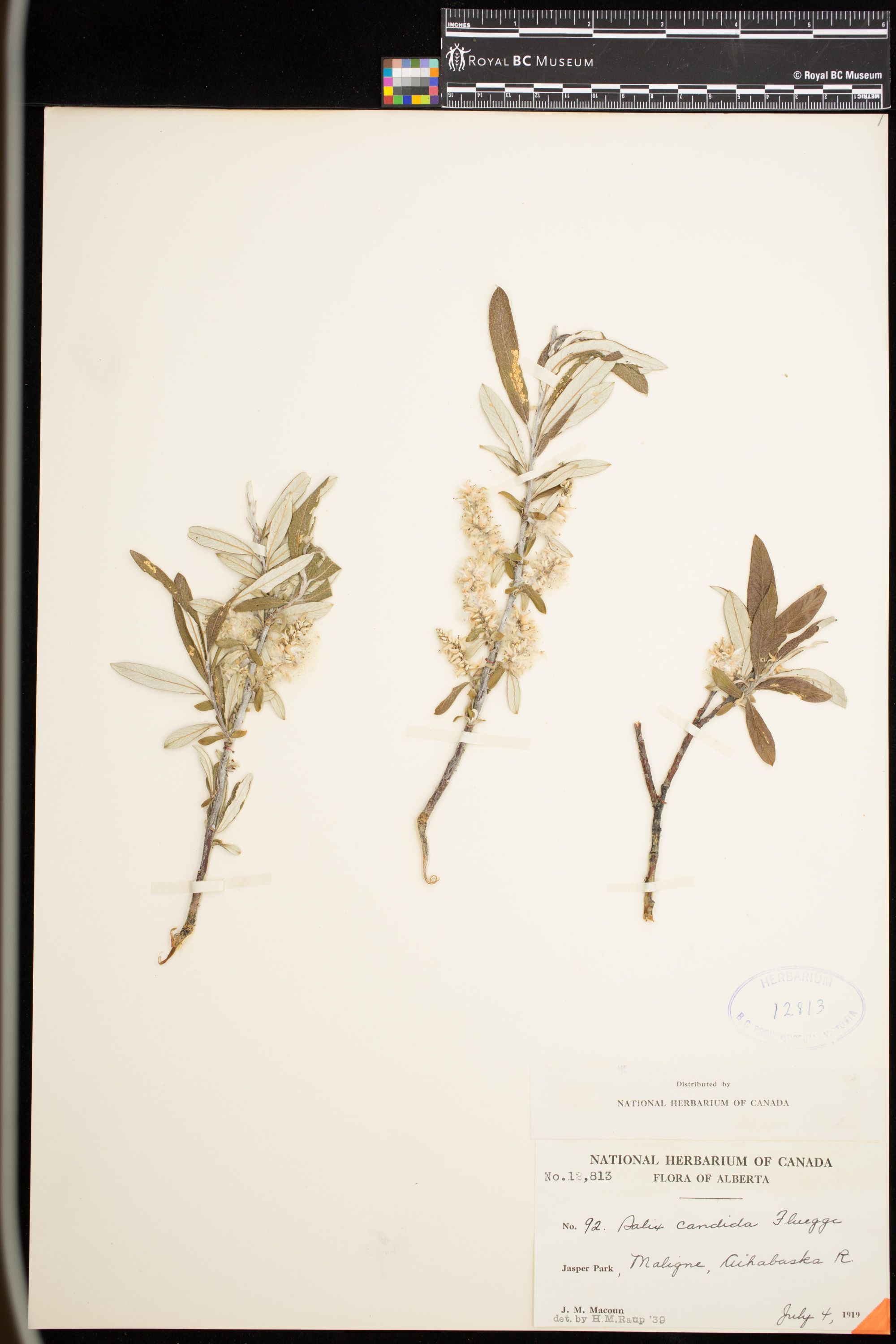 Image representing Salix candida.