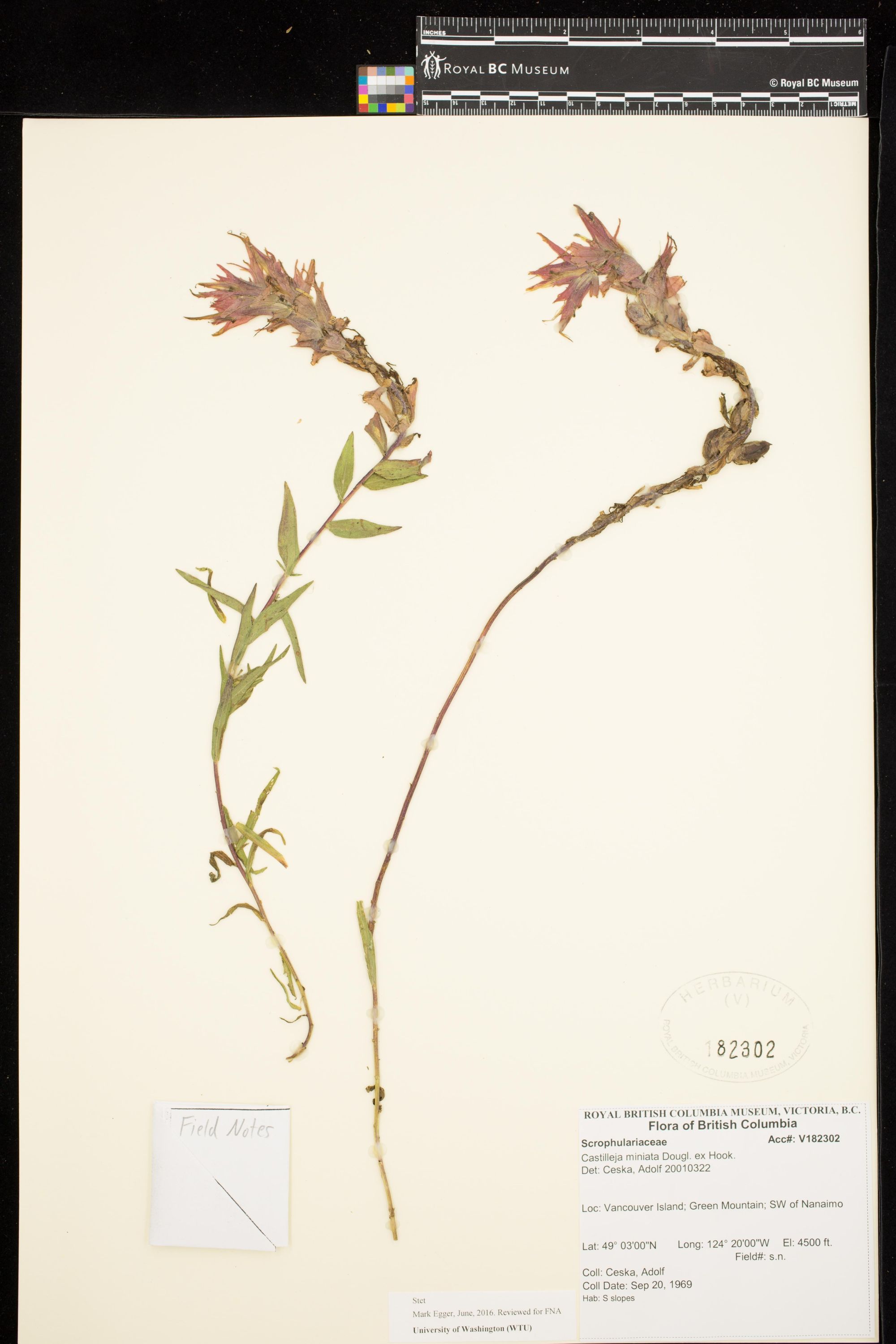 Image representing Castilleja miniata.