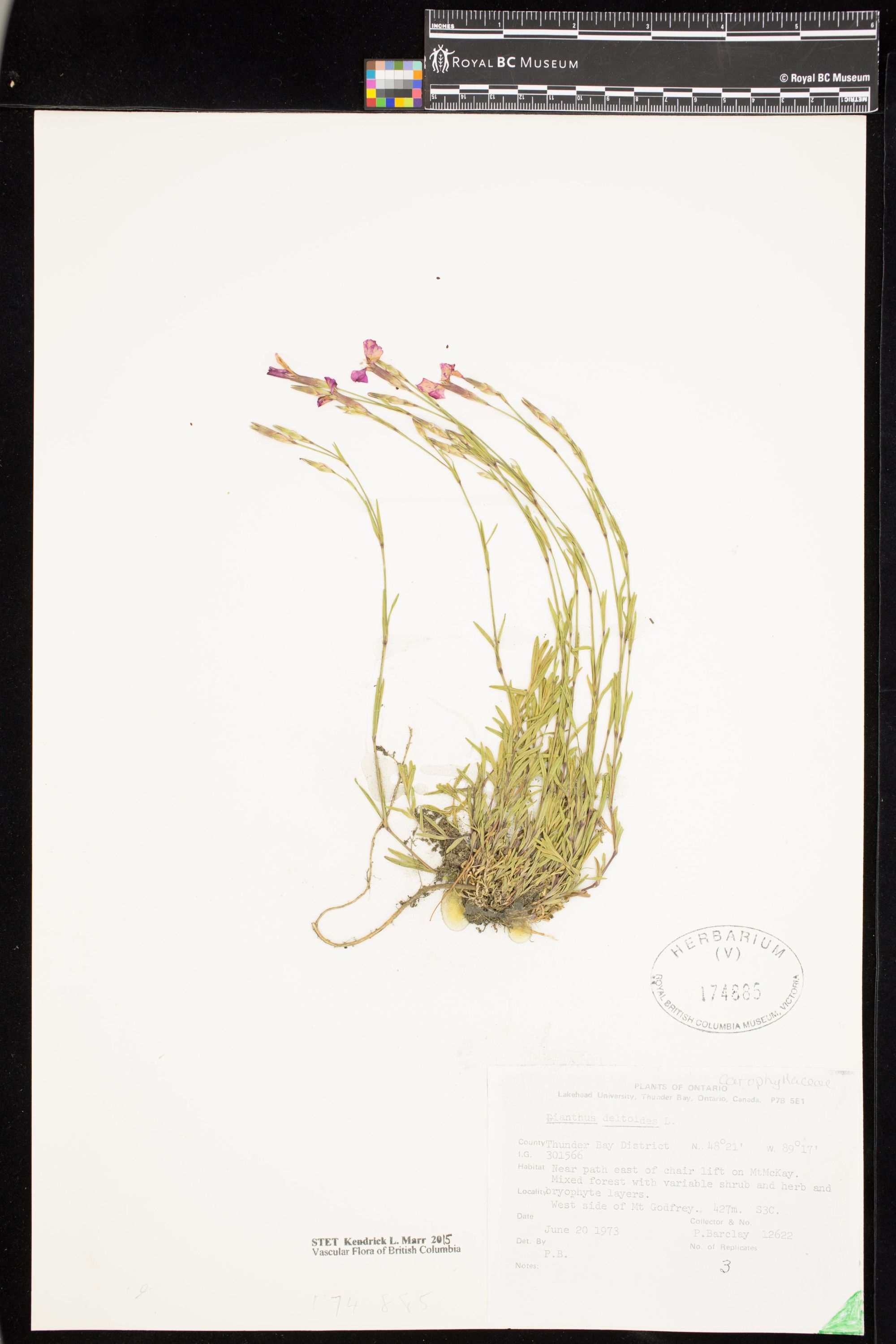 Image representing Dianthus deltoides.