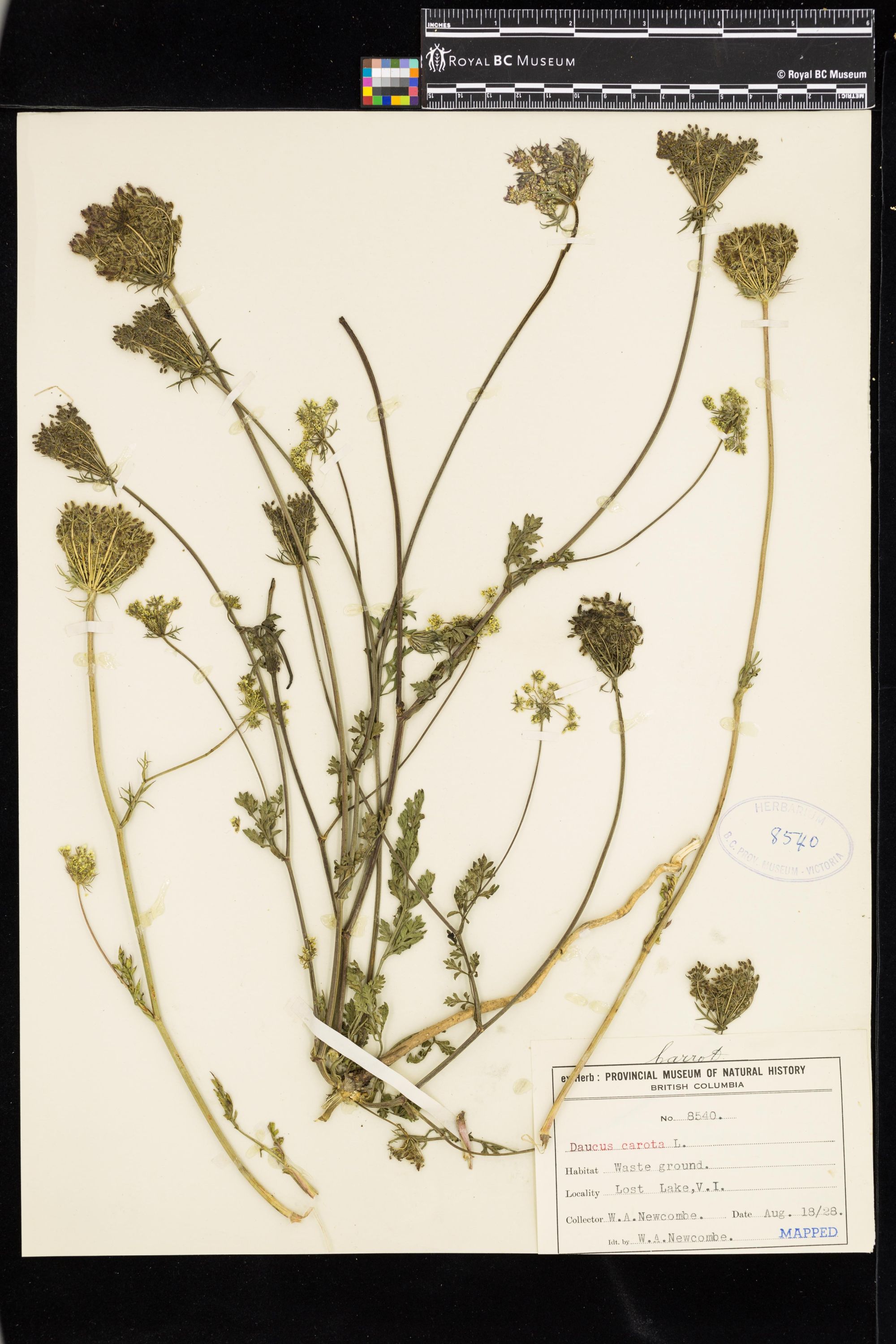 Image representing Daucus carota.