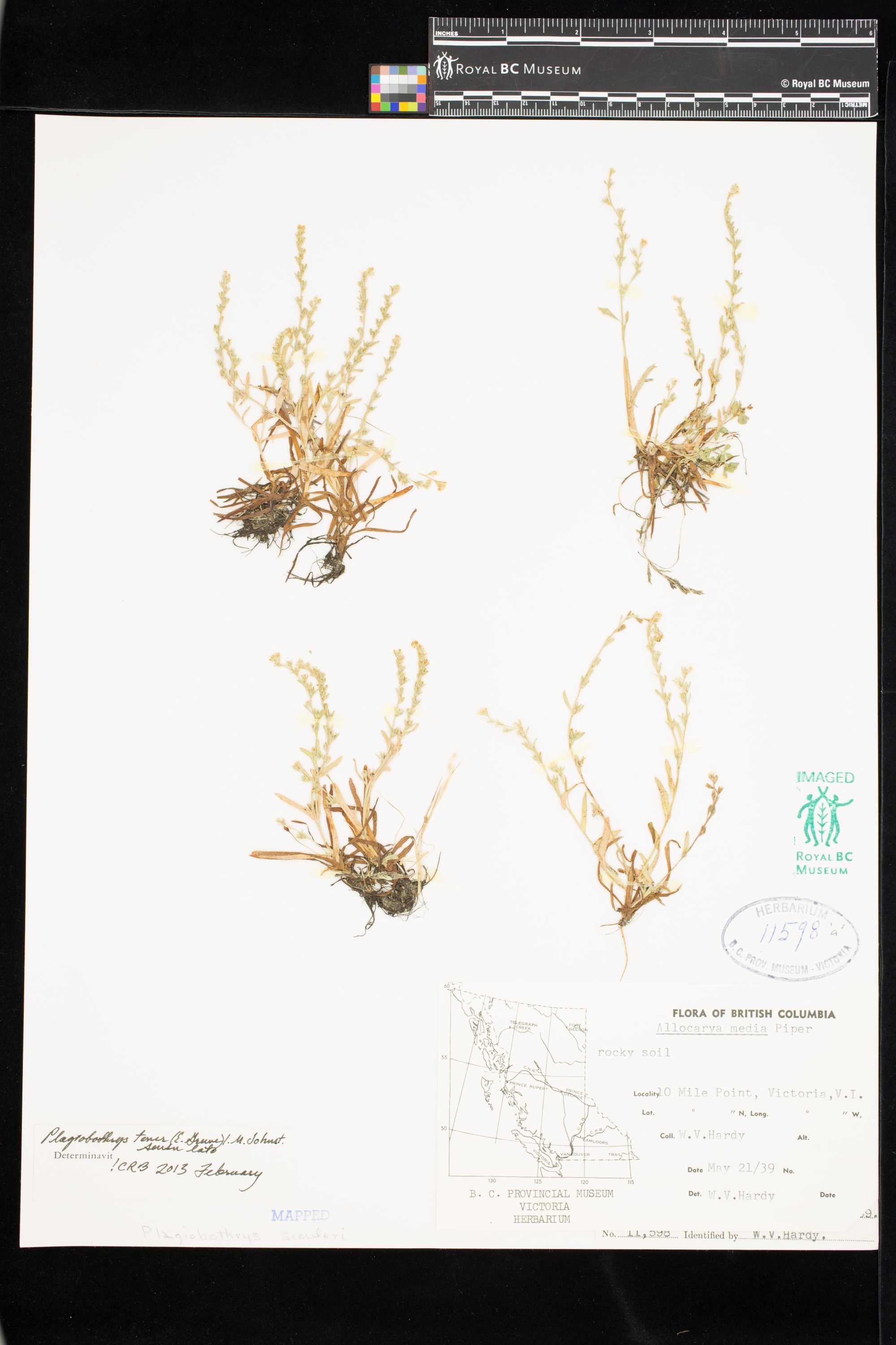 Image representing Plagiobothrys tener.