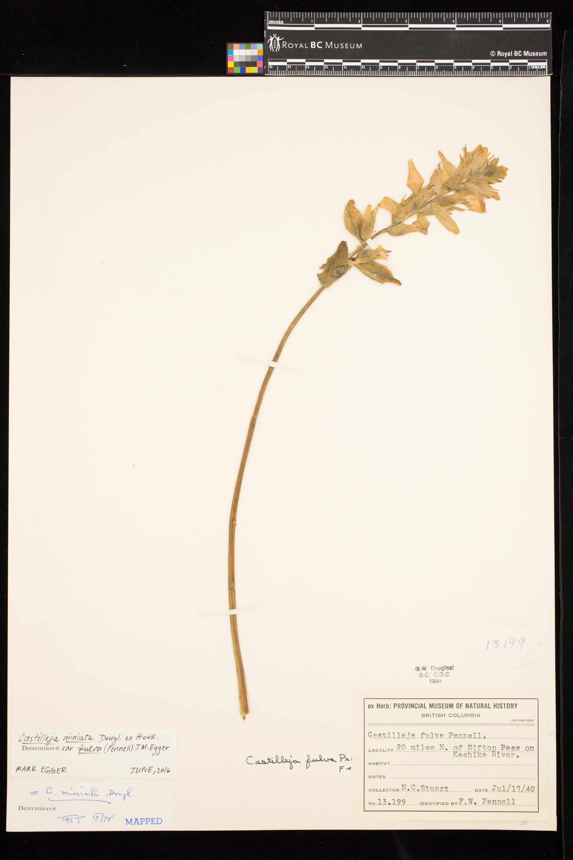 Image representing Castilleja miniata var. fulva.