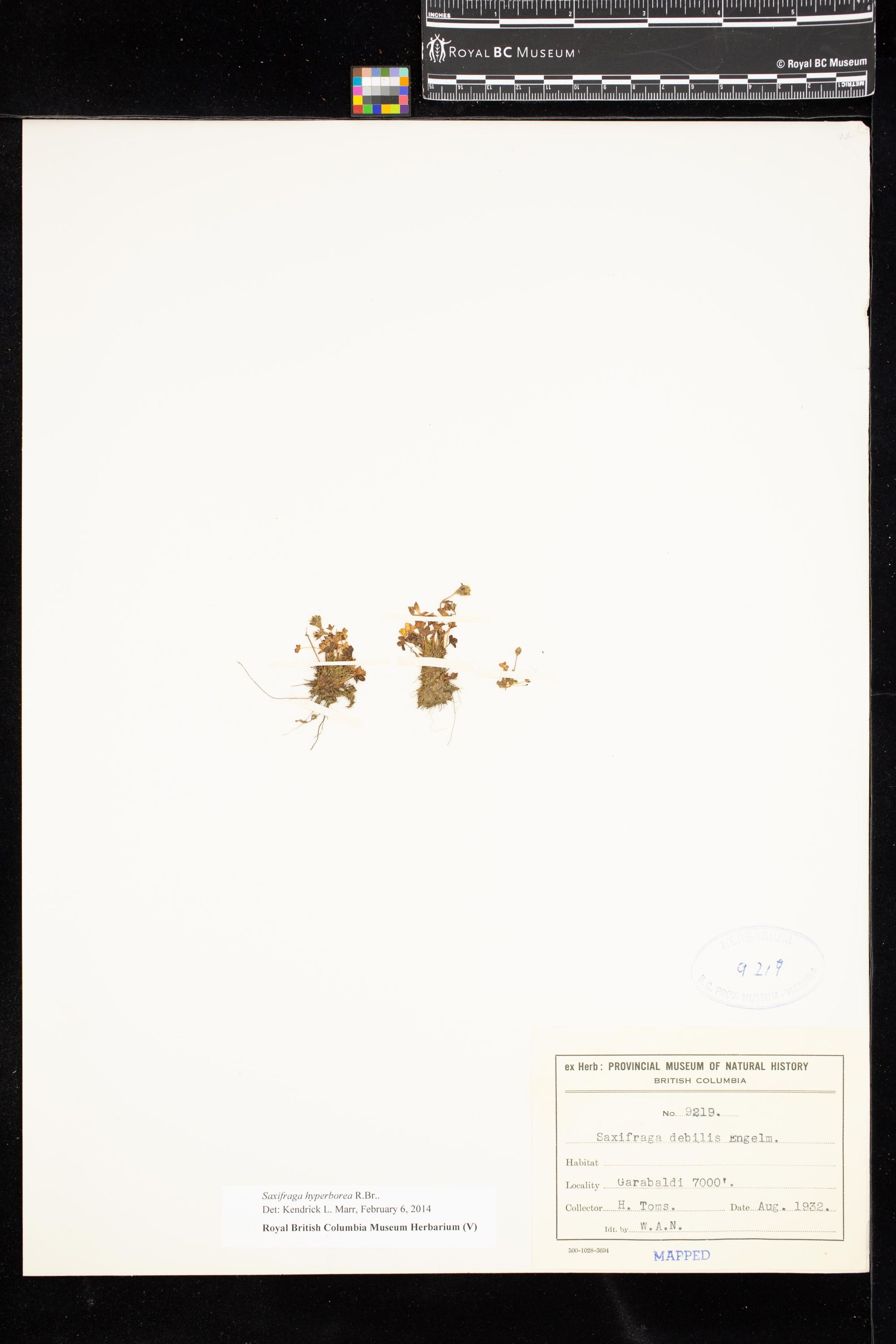 Image representing Saxifraga hyperborea.